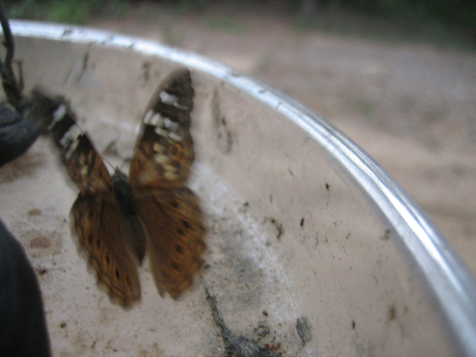 A butterfly flying away.