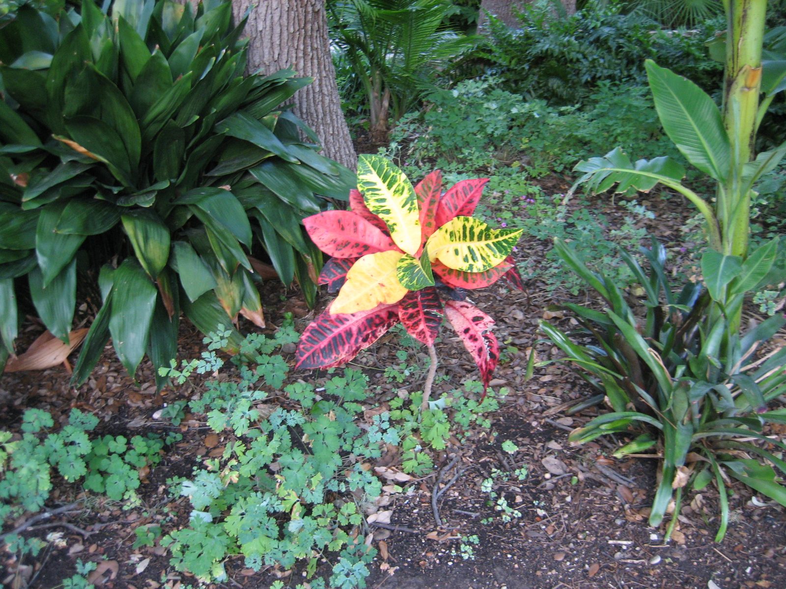 Mom, do you have some plants that look like this?  I thought maybe; John thought it was pretty unusual...