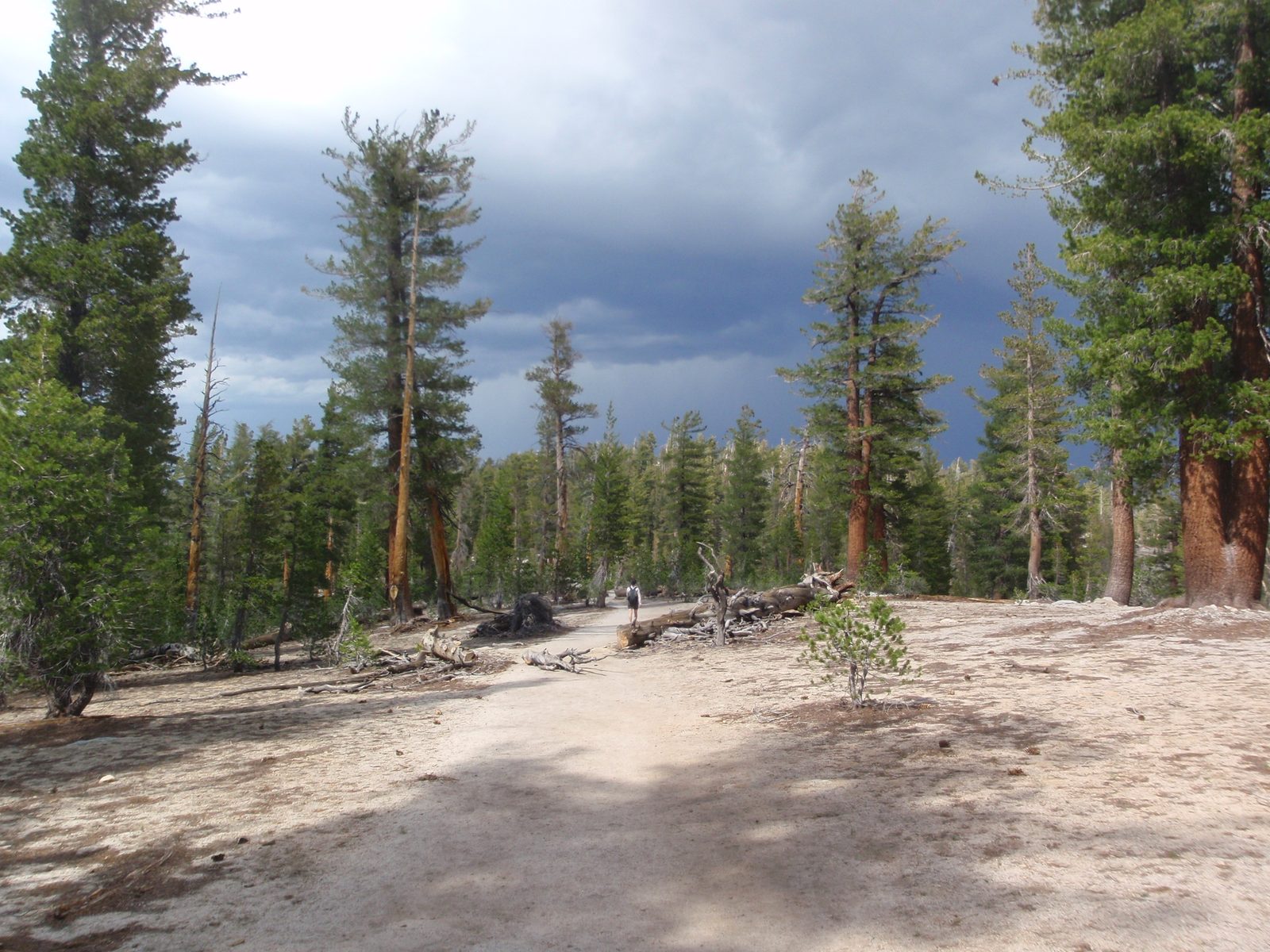 Back under the protection of the forest, we passed many people still racing to get to the...