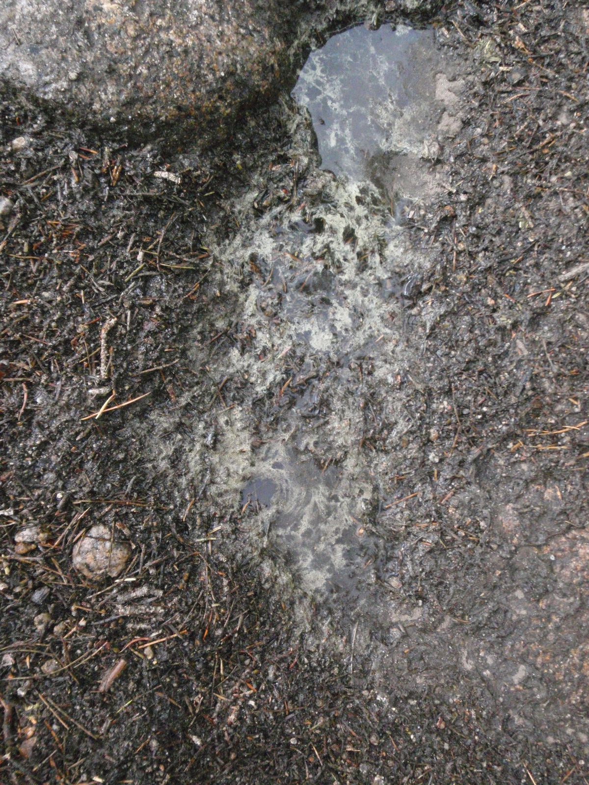 The rain collected all the pollen in the air, so most puddles we saw had a green film.