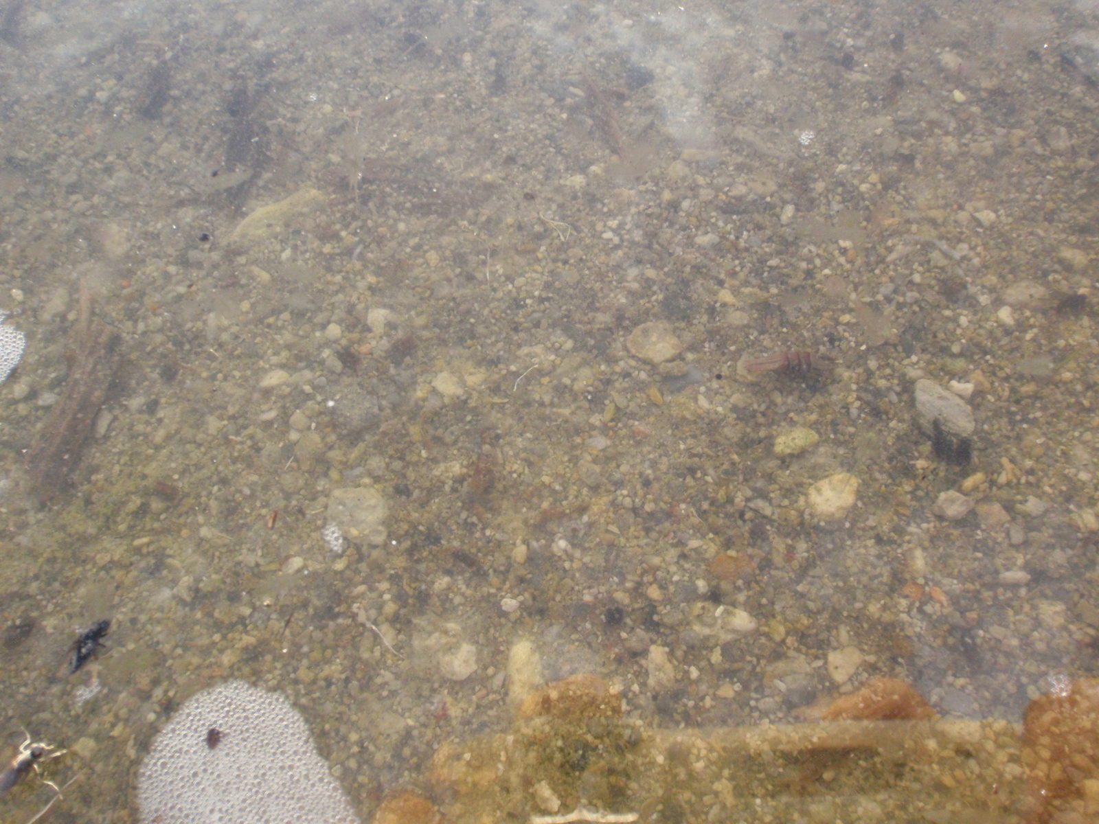 Can you spot the brine shrimp and flies?