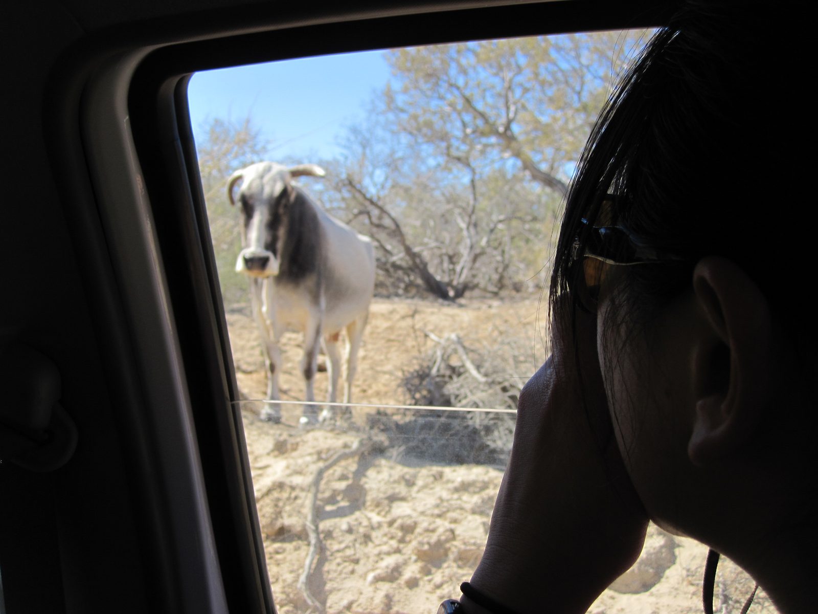 Monica snaps a picture of a funny looking cow.