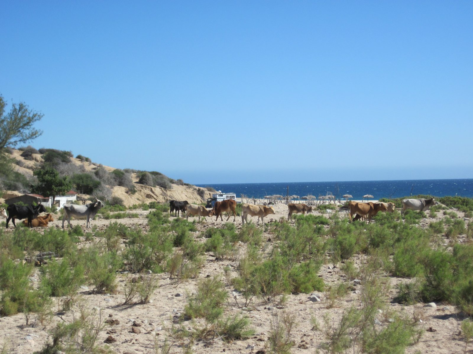 Cattle grazing on the beach.
