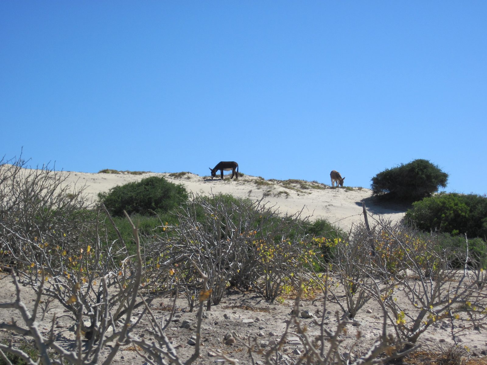 Donkeys?
