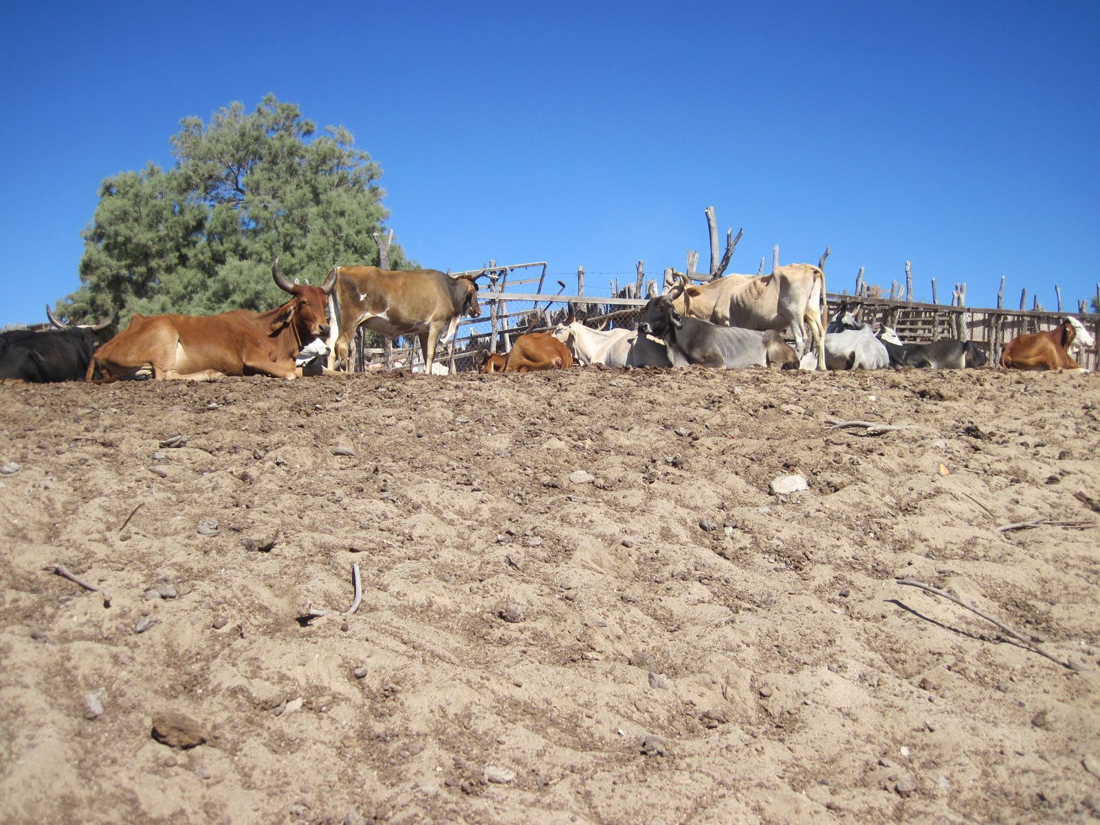 Skinny cows...
