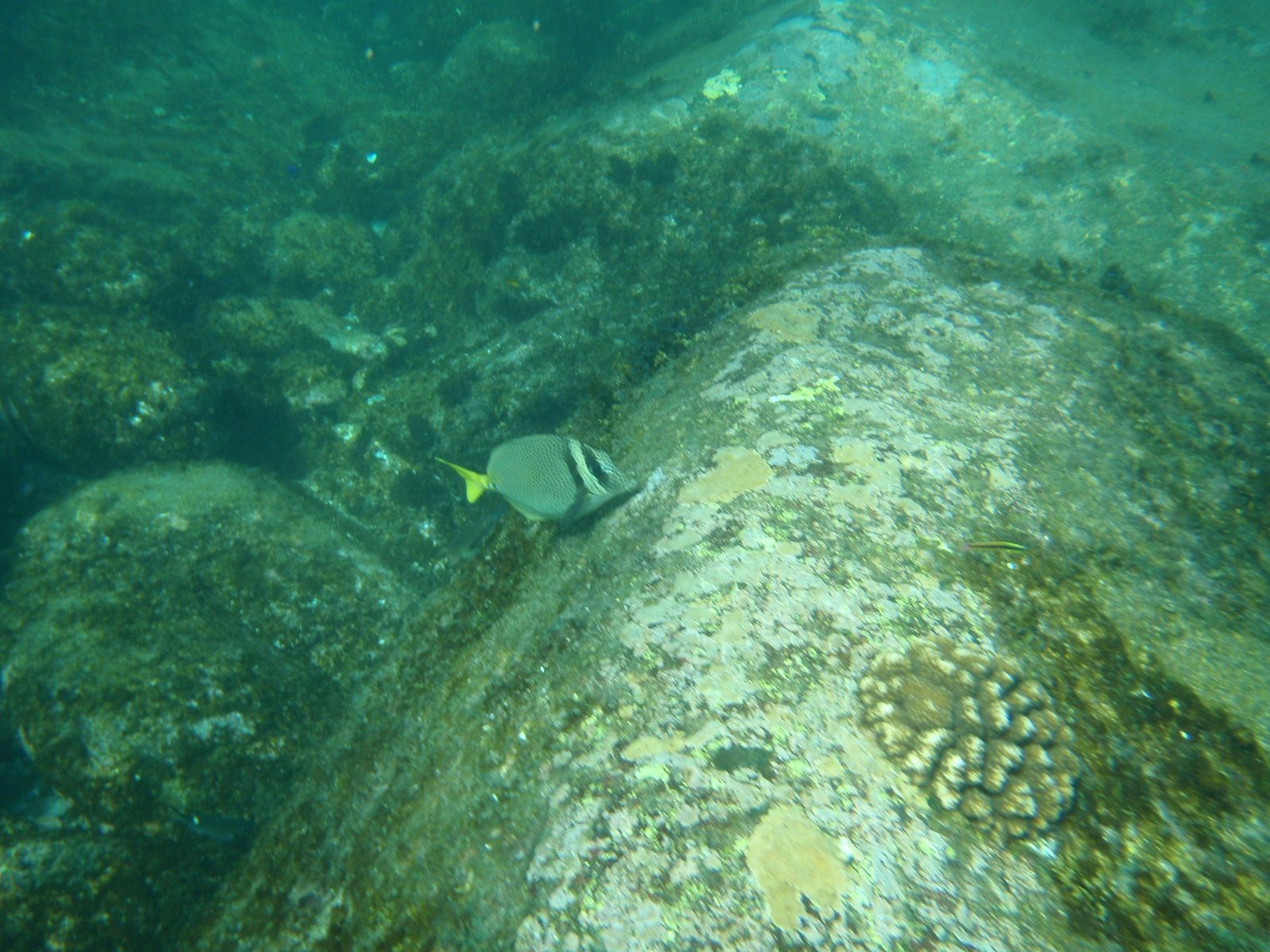 Aw, cute a stripey fish.