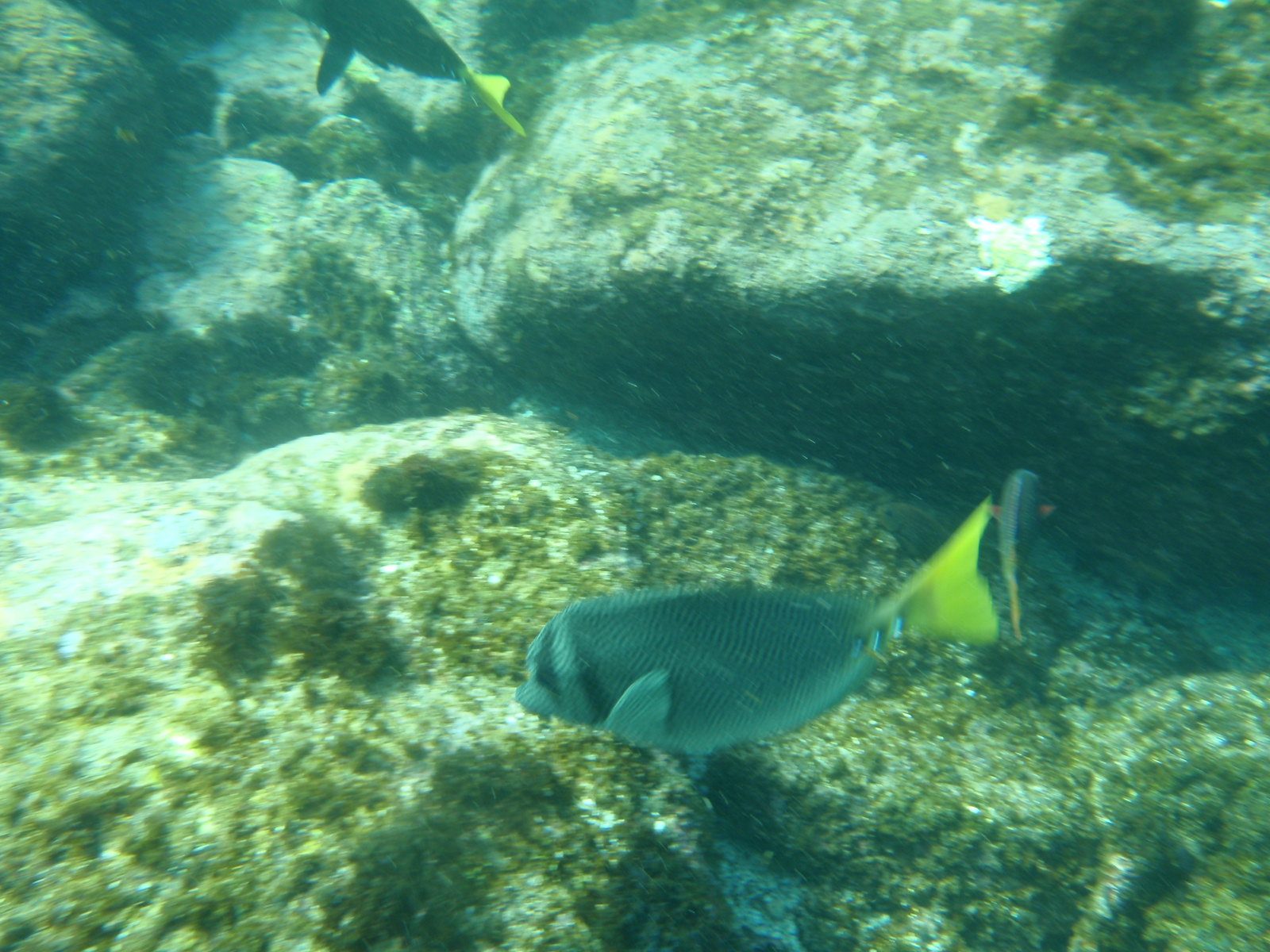 A bit closer and in shallower water.