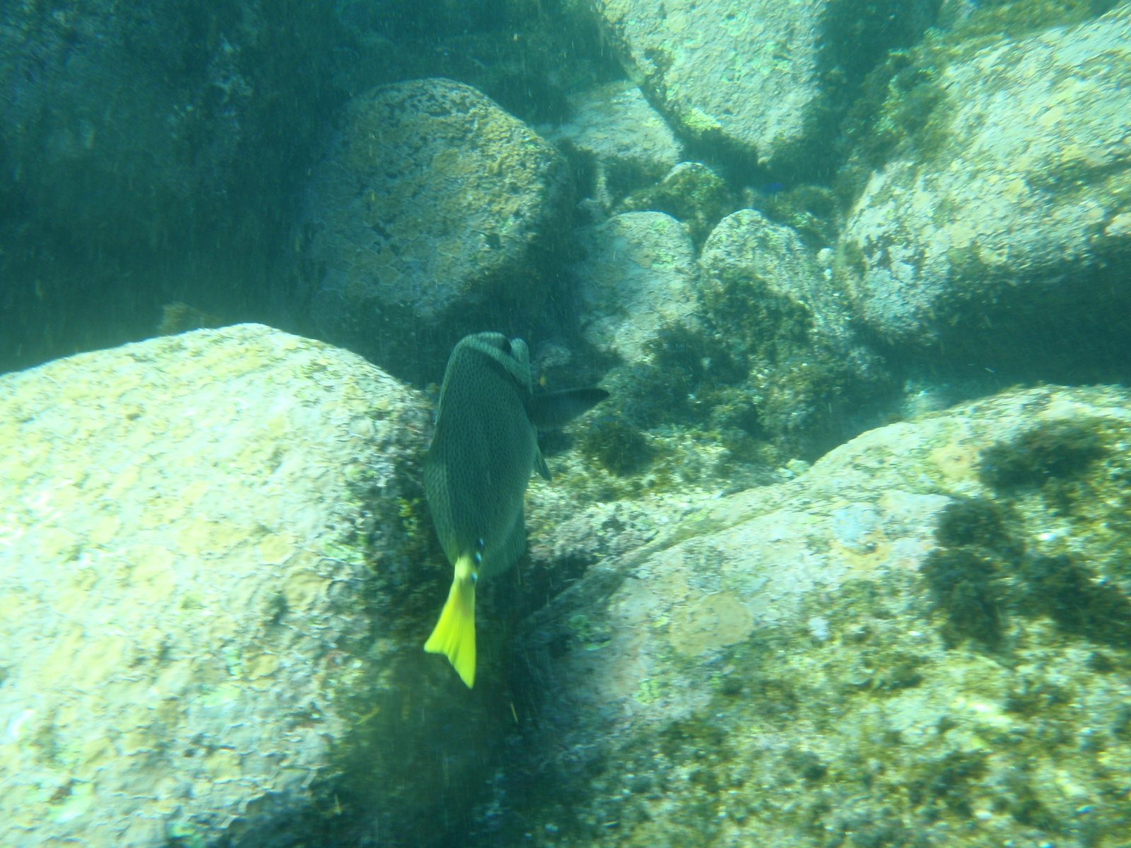 Fish running away from me! All the pictures I seem to have...