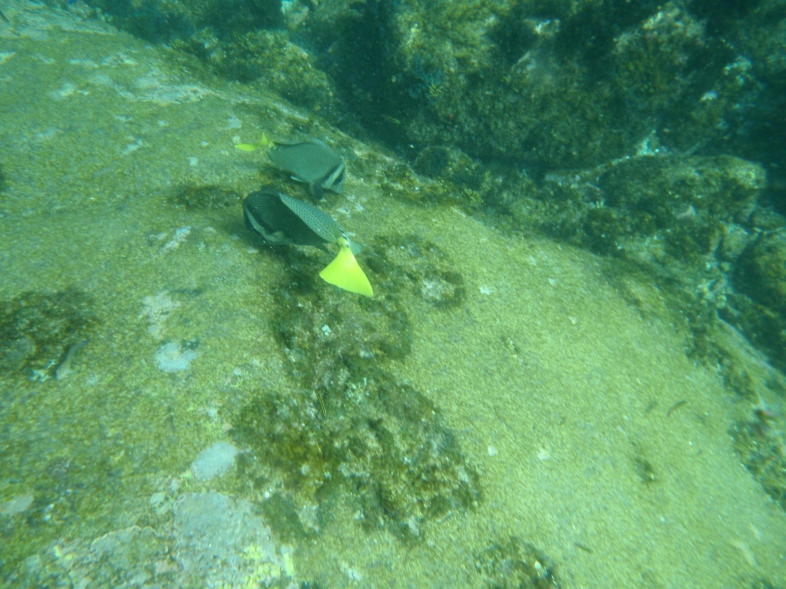 Fish nibbling away at something or other.