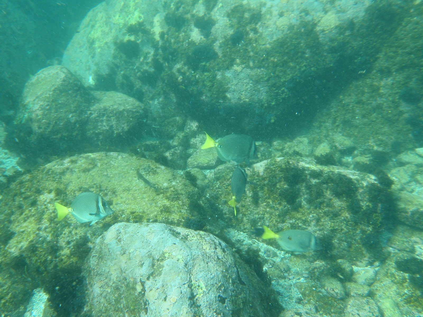 Lots of fish!