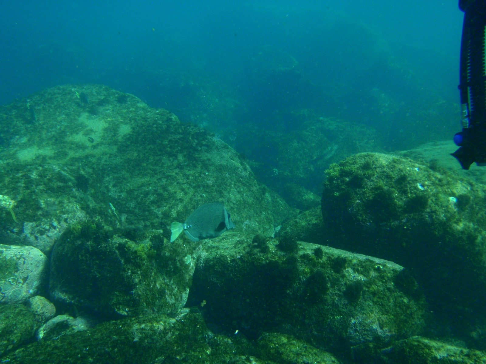 Another fish running away.