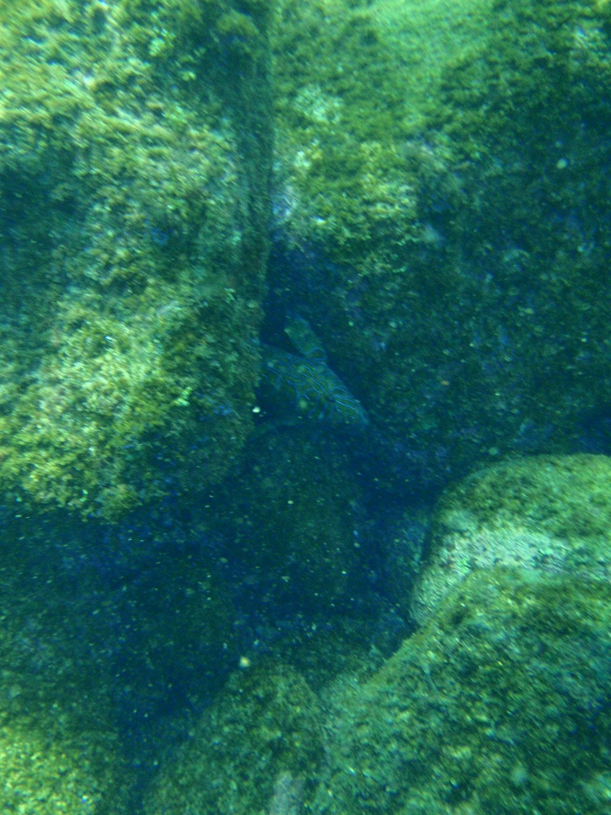 If you look really really closely, you can see a very colorful fish hiding out in the rocks....