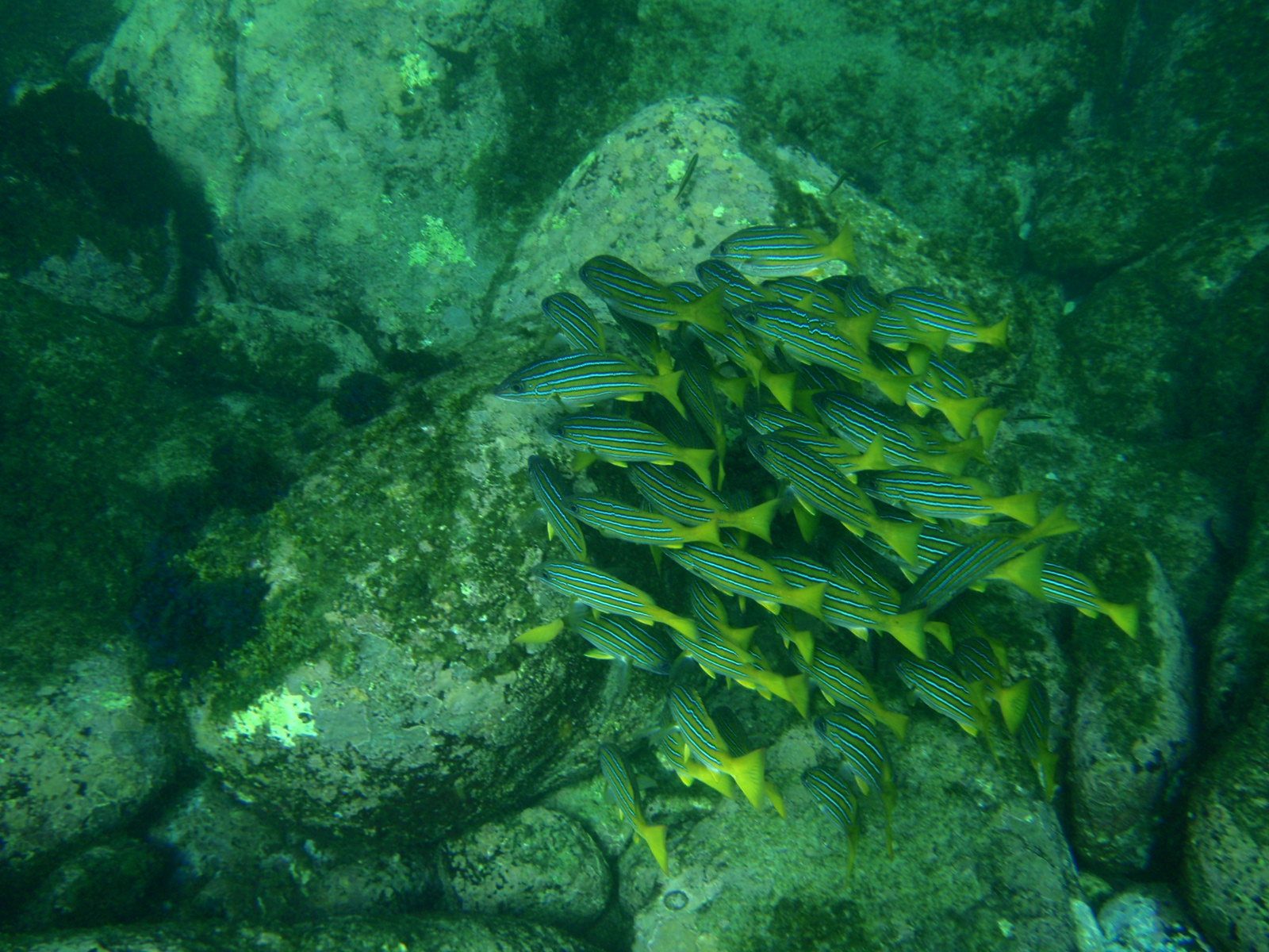 A colorful school of fish.