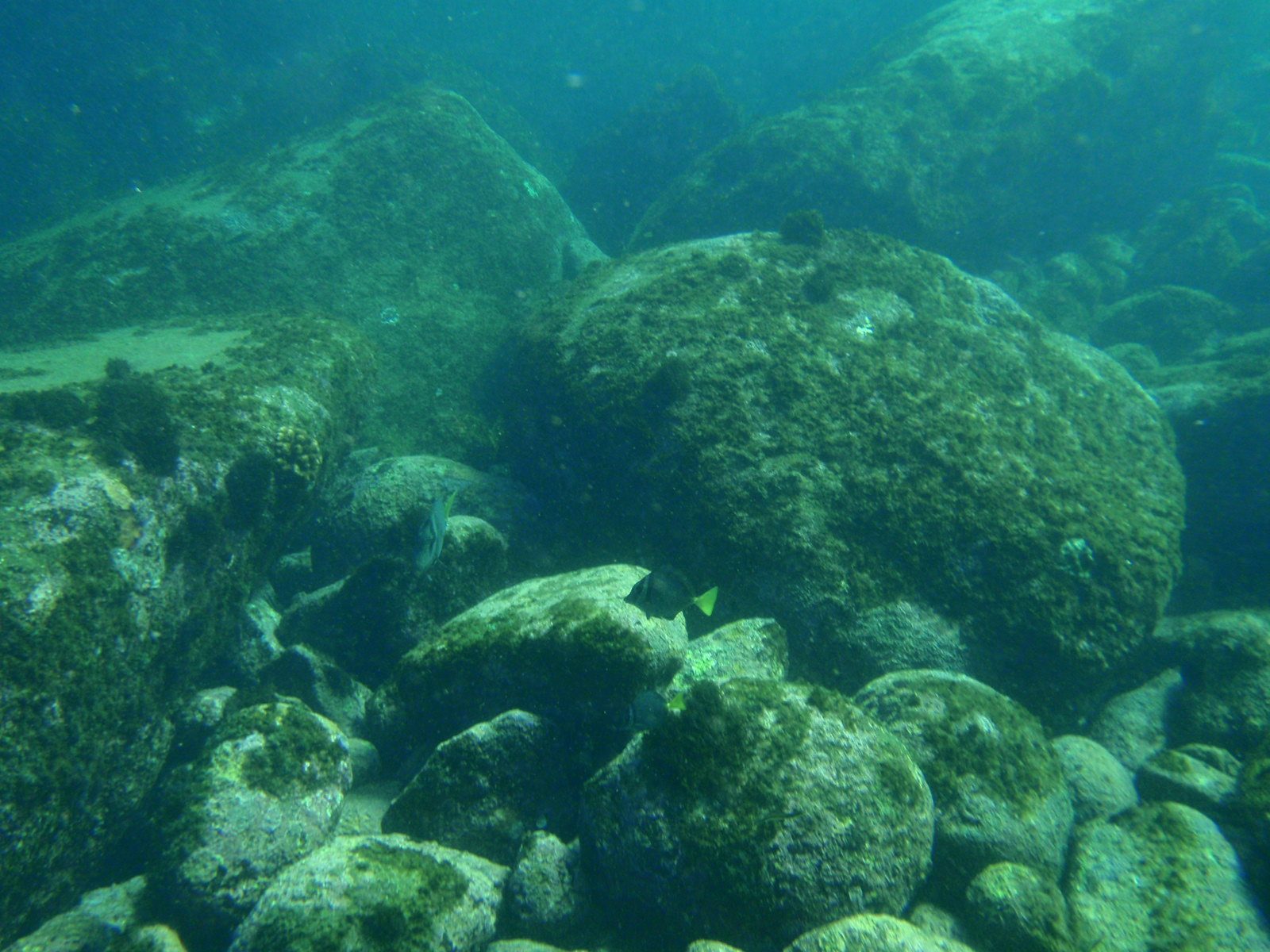 In this one a fish is headed right toward me! But since he's so skinny in that direction, you...
