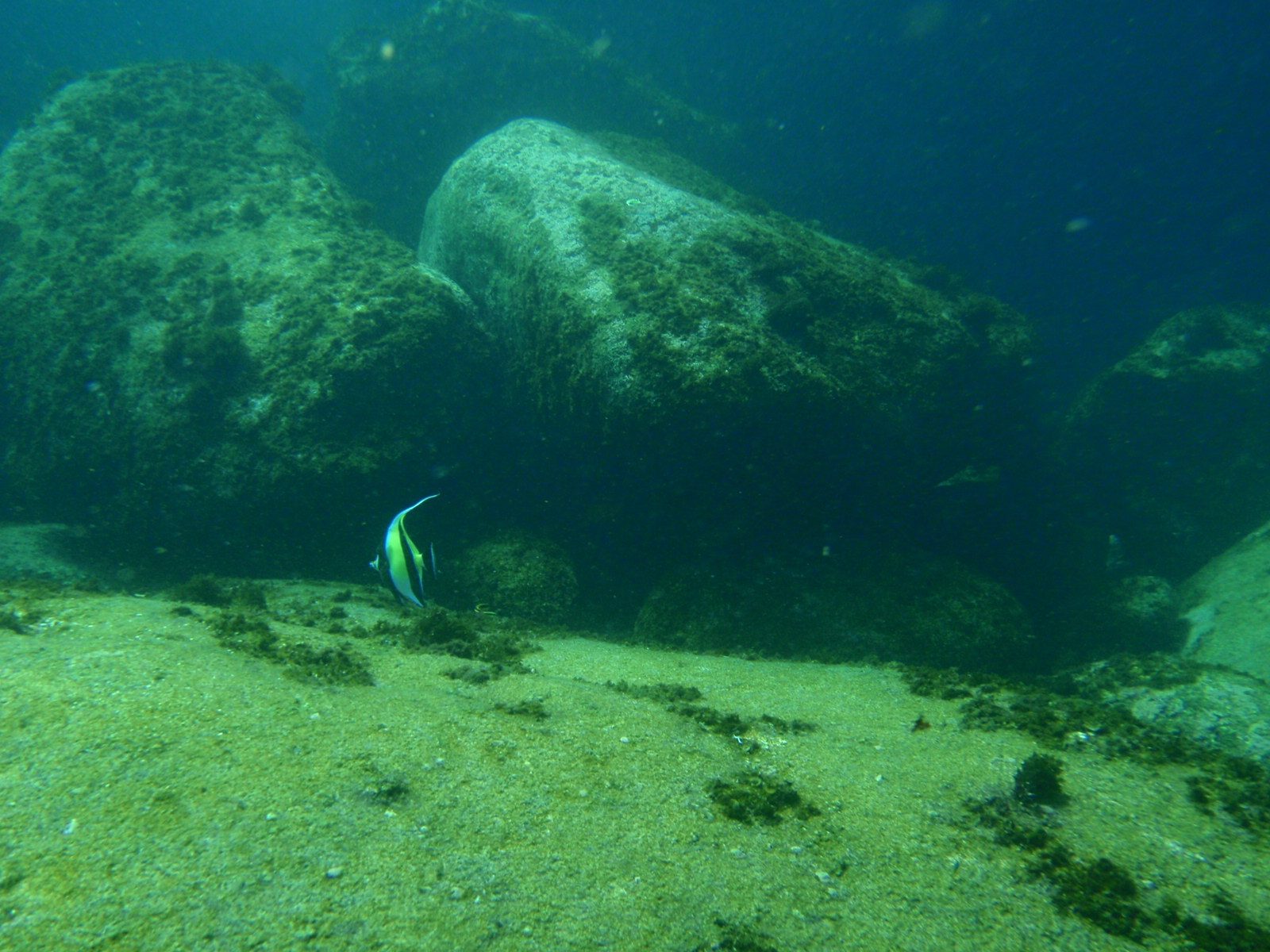 Ok, here's a long fin angel fish noodling along. Let me see if I can swim in closer...