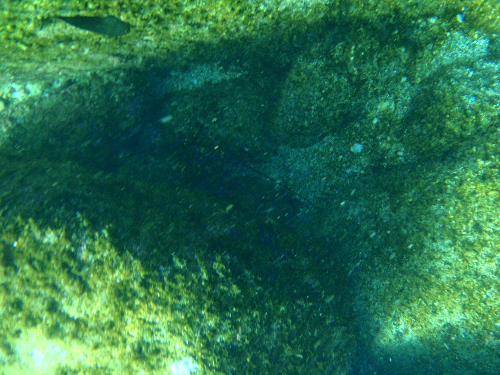 Can you see the lobster hiding in here? No? That's because he's hiding.
