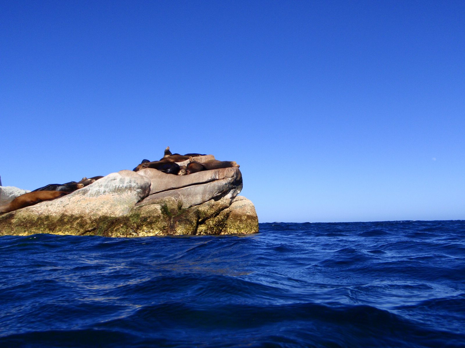 Sea lions. Never got a shot of one of these guys swimming past. They were fast!