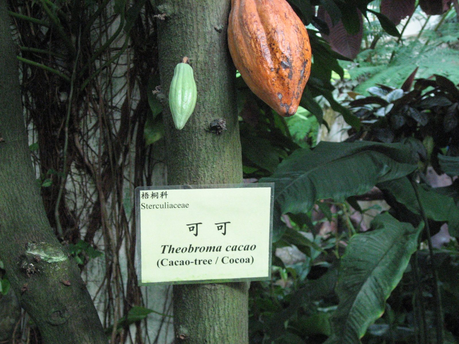 I had no idea this is what a cocoa plant looked like.  Taken in the Hong Kong Conservatory in...