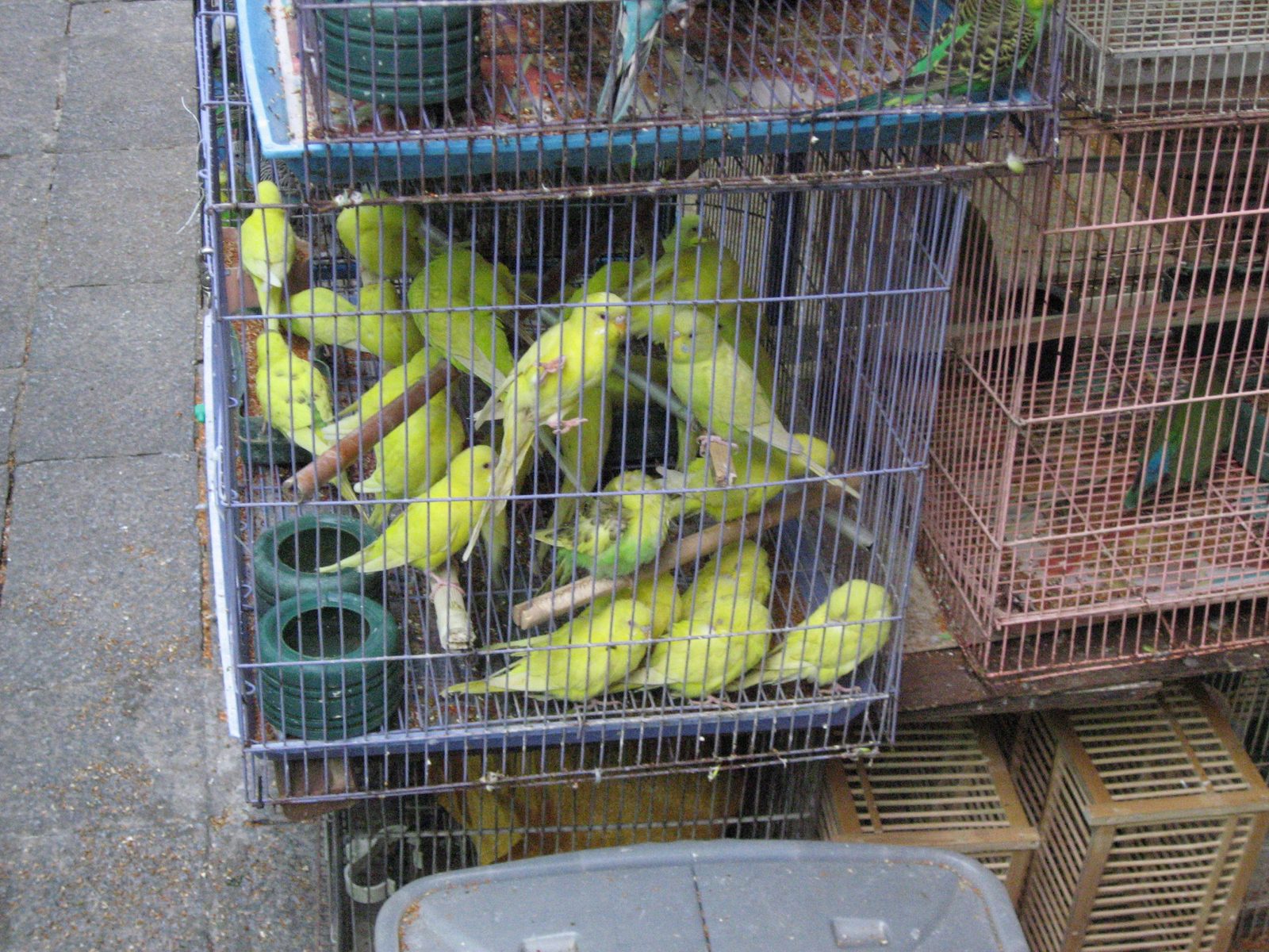 Parakeets for sale... apparently this city has a big non-indigenous invasive species problem...