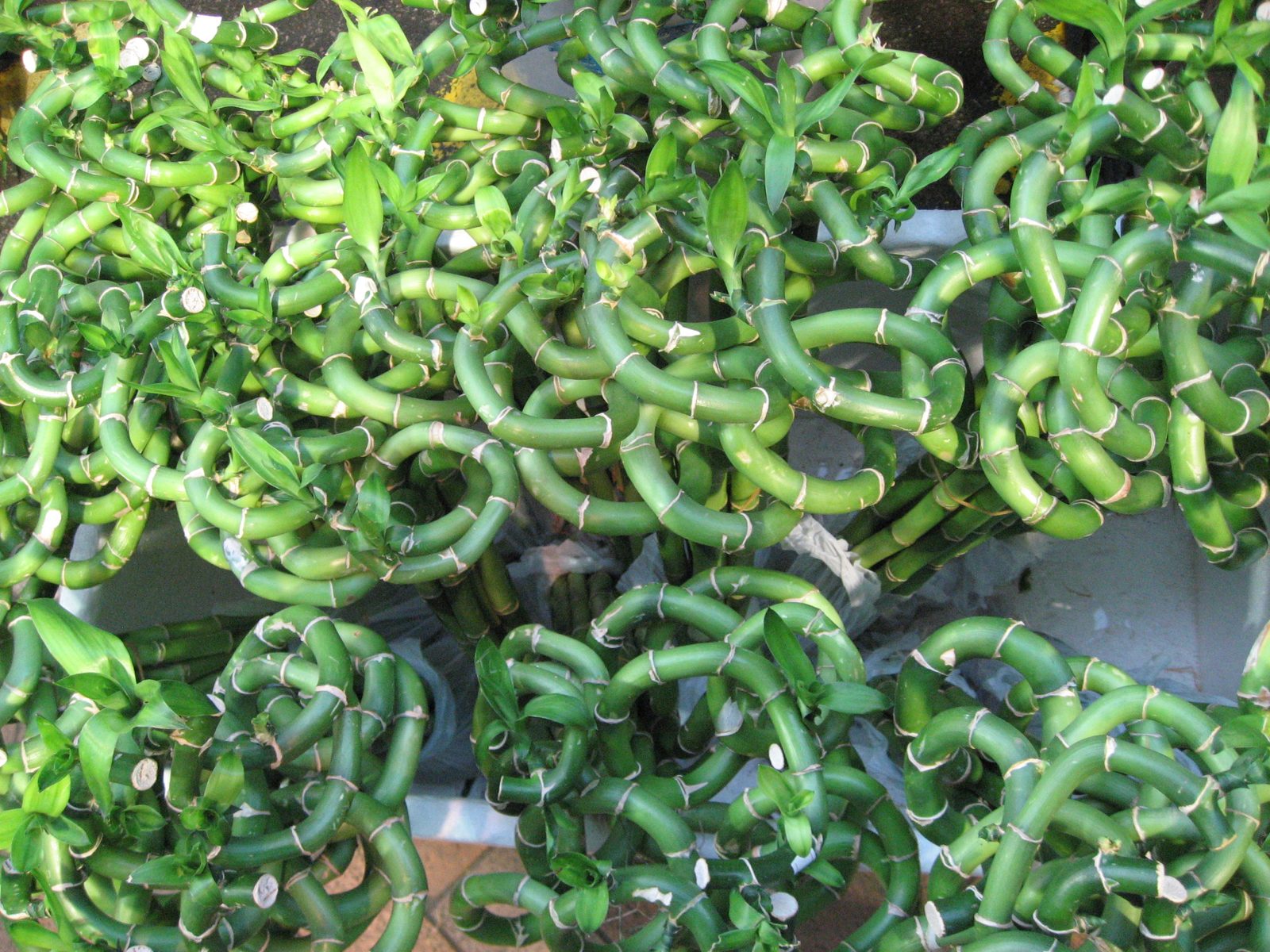 Flower market:  Lucky bamboo for sale.