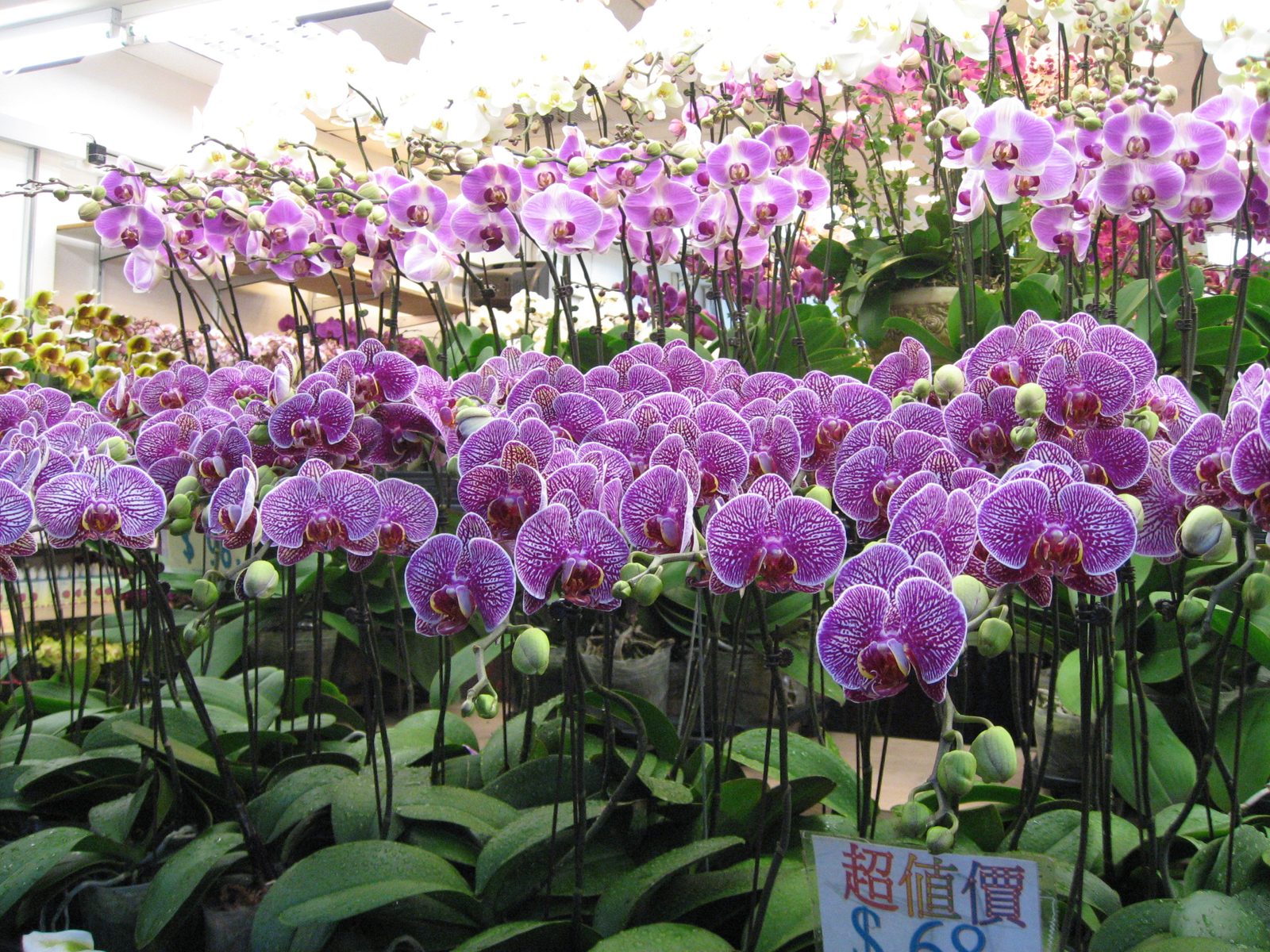 Flower market: orchids for sale.