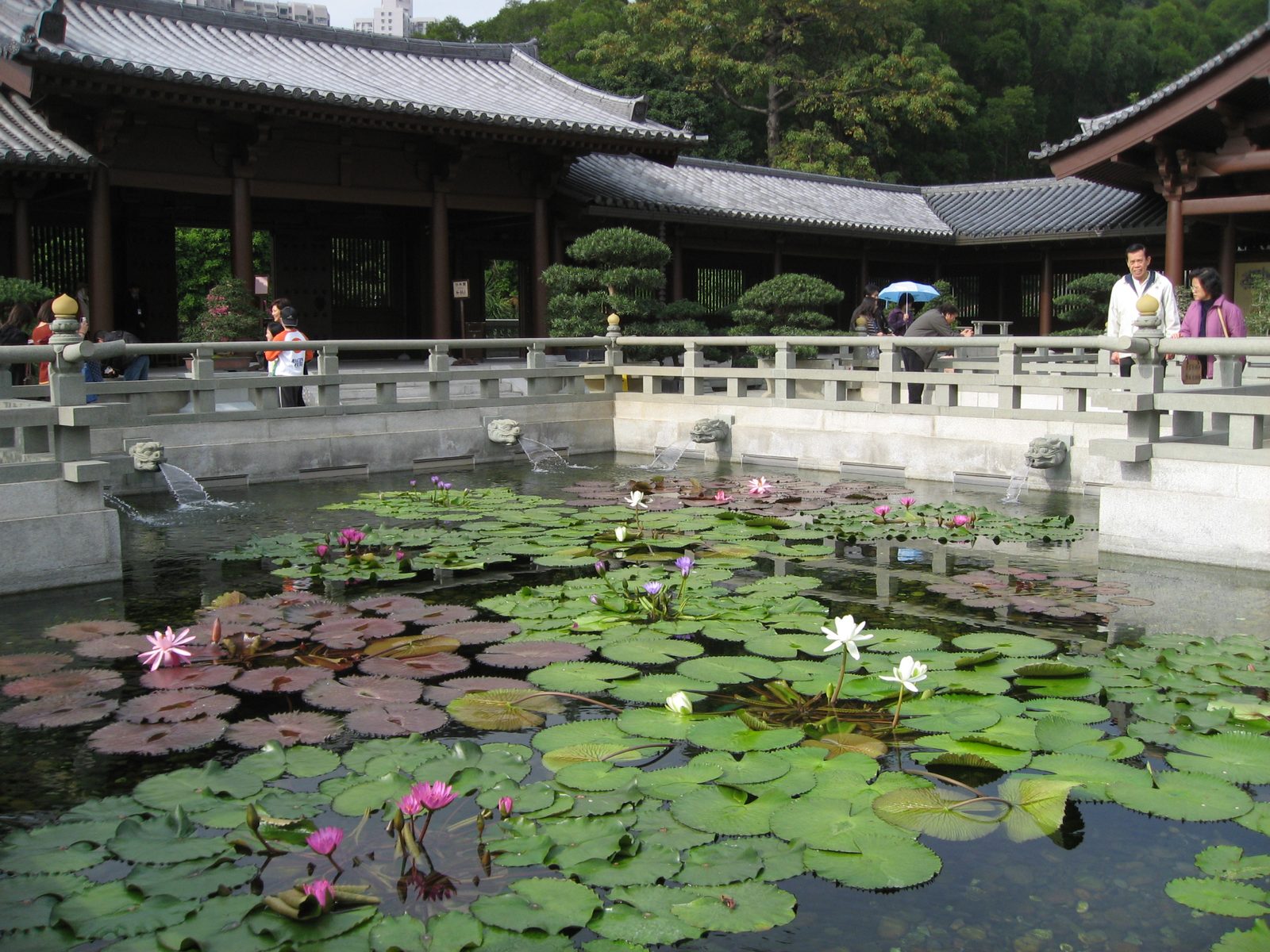 Lily ponds in the Chi Lun Nunnery.