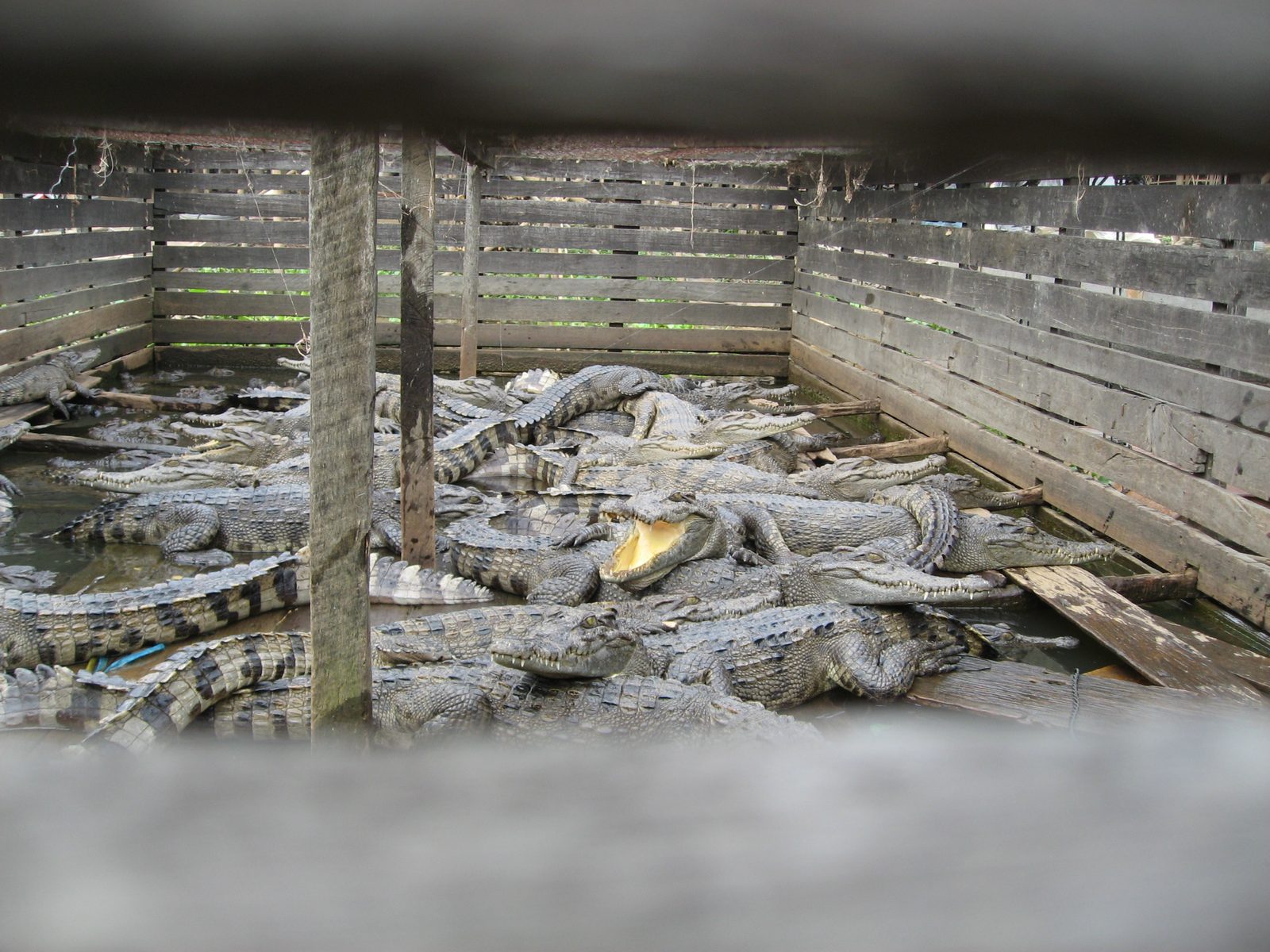 Floating crocodile farm at Kampong Phluuk.