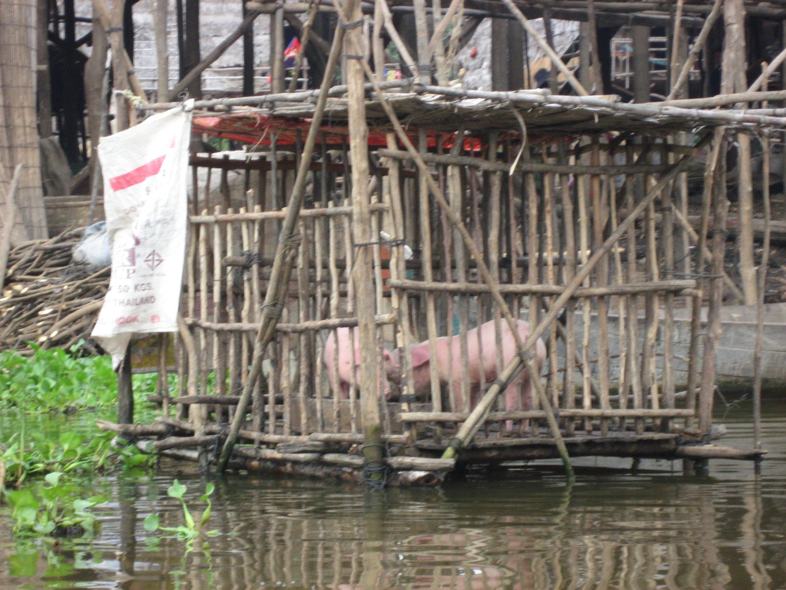 Pigs in a floating pen at Kampong Phluuk.  Not much mud or room to roam.  Such is itinerant life...