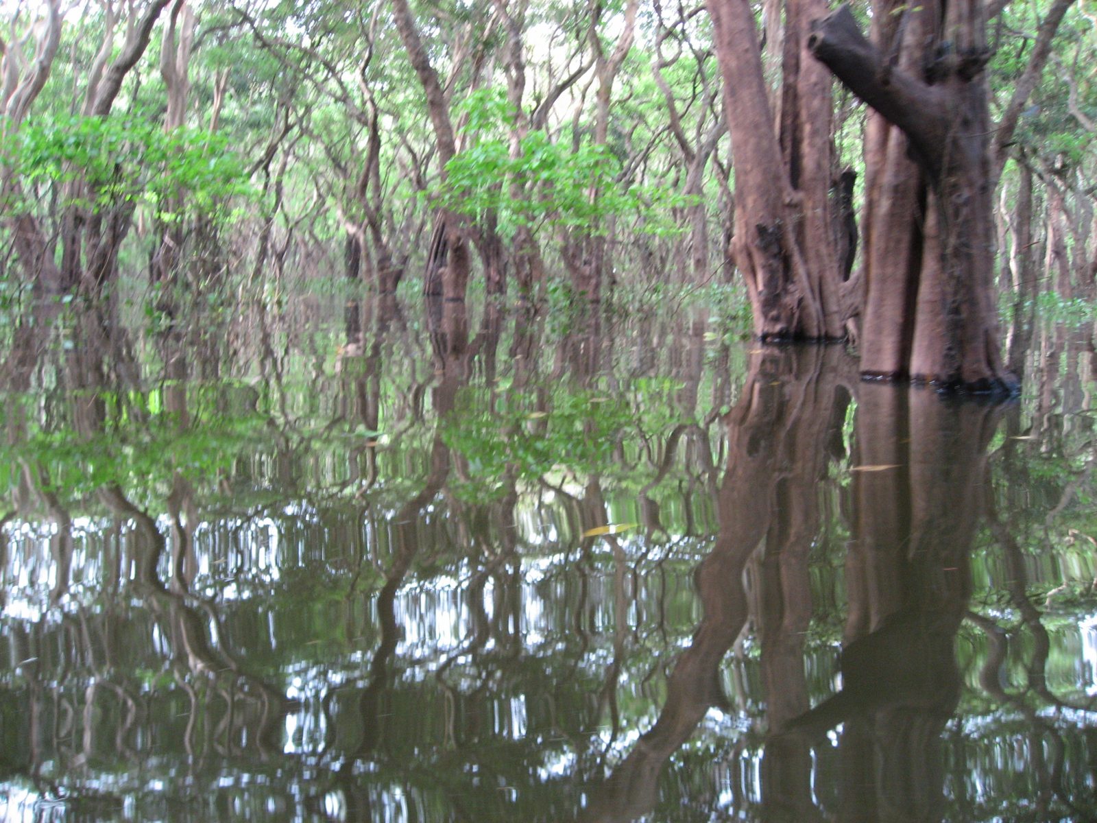 Mangrove forest near Kampong Phluuk.