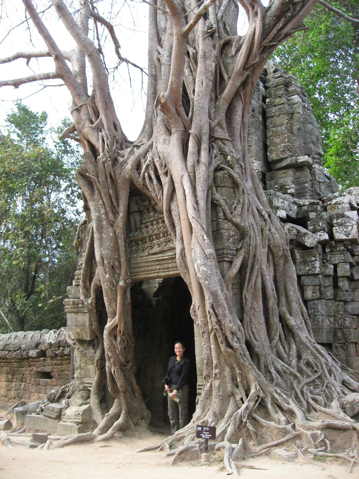 Helena inside a gate being taken over by an aptly named strangler fig.