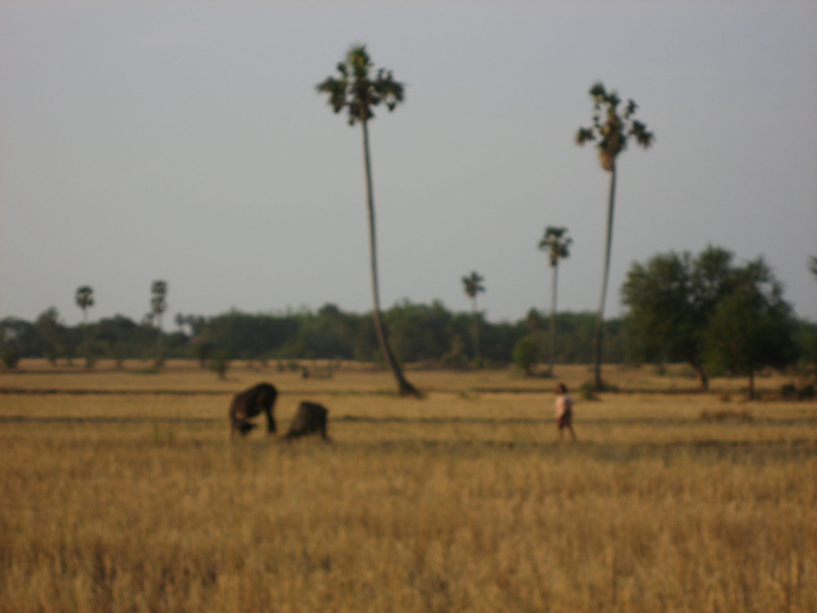 A girl goes to collect her cow from the rice paddies in late afternoon.  Late afternoon was my...