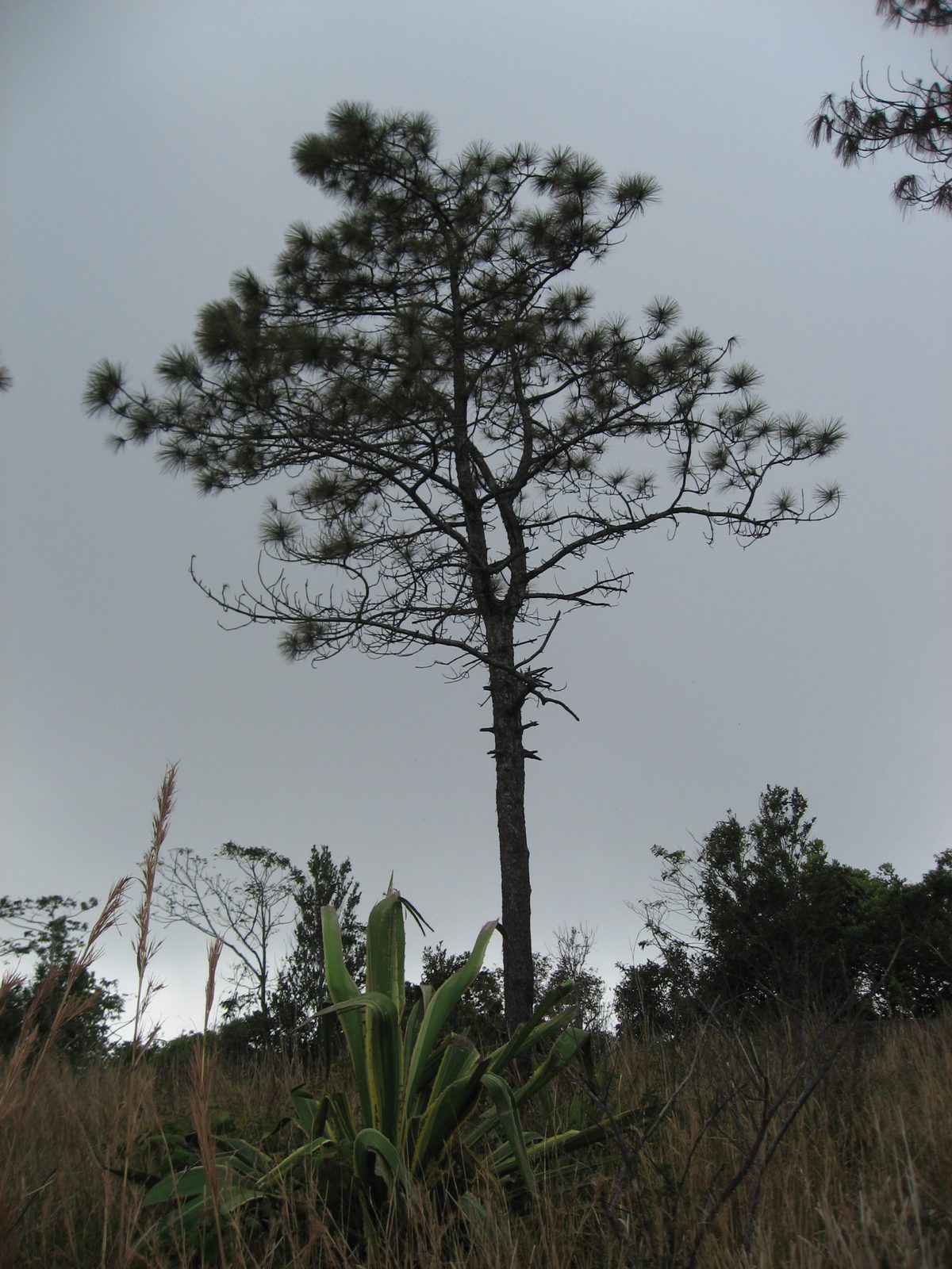 The only type of pine tree in Cambodia, on Bokor Hill, a 1000m hill from which you can see Vietnam.