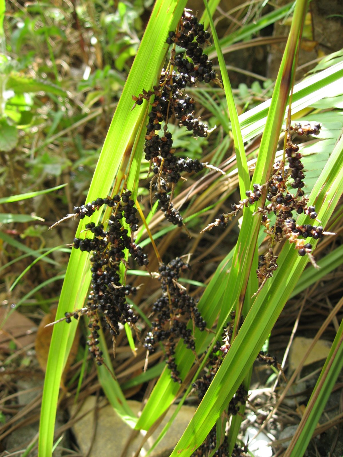 Wild peppercorns, I think.
