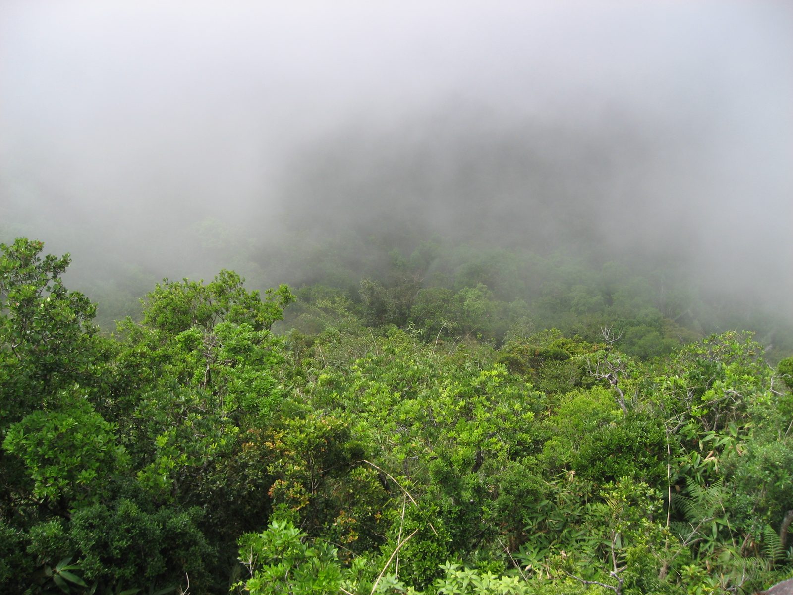 Looking straight down off a cliff to the back of Bokor Hill into a foggy, dense jungle emanating...