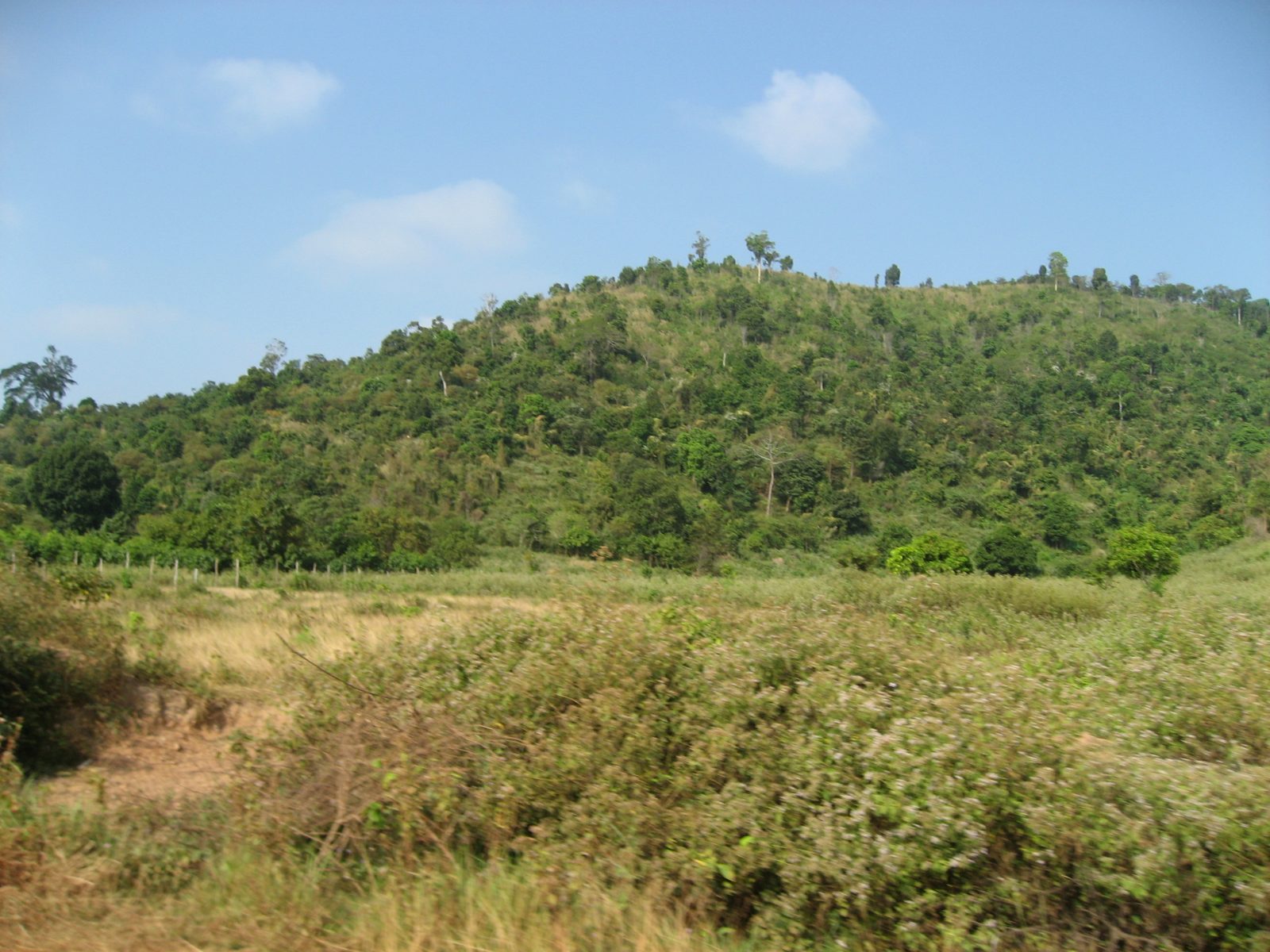 Deforestation near some peppercorn plantations outside Kep.