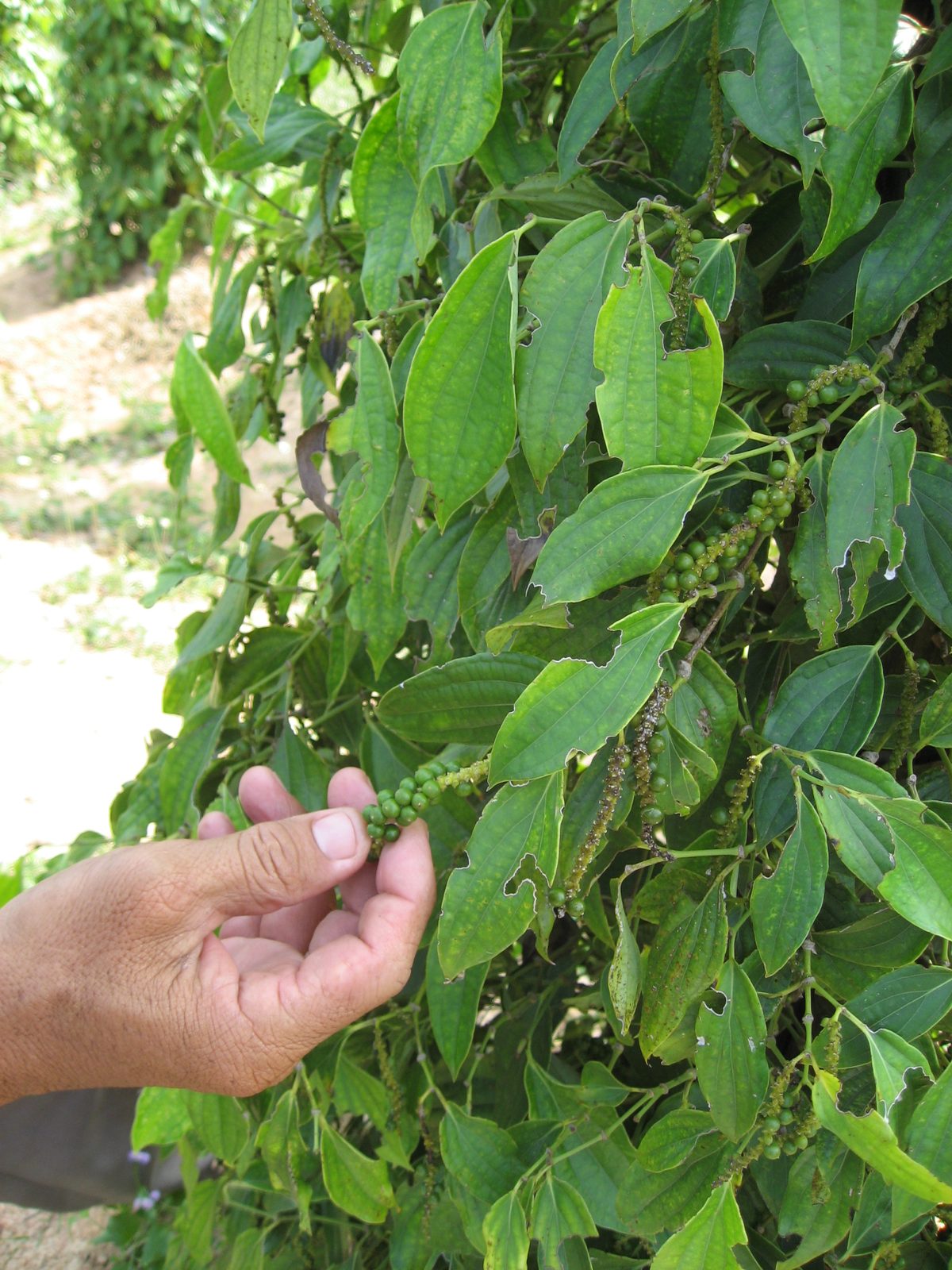 My guide showing me peppercorns on a peppercorn plantation.