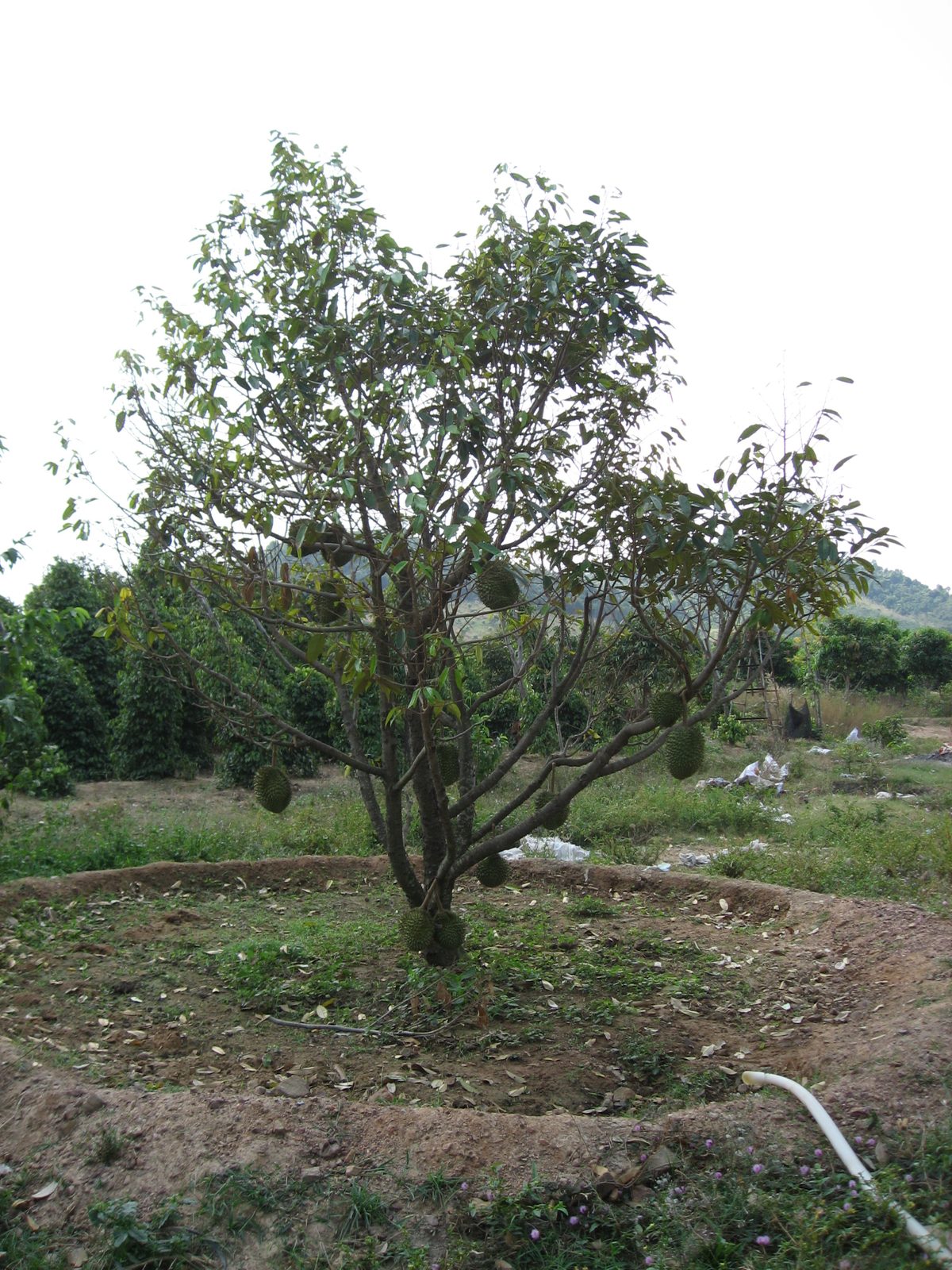 A durian tree!