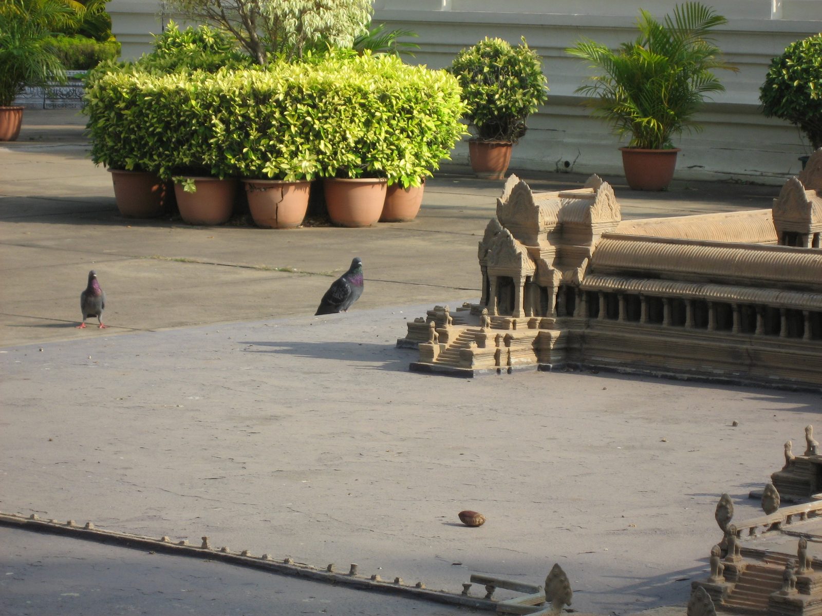 Giant pigeons plot their attack of Angkor Wat. 