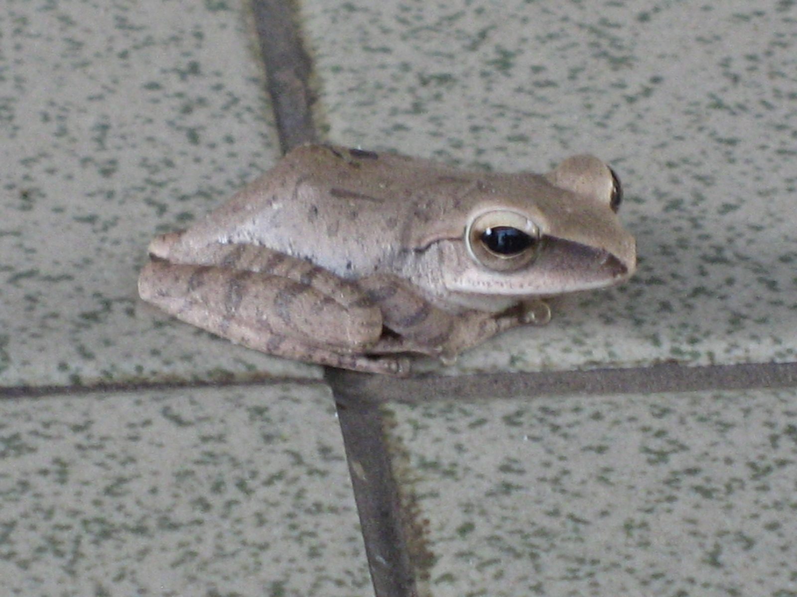 Poisonous tree frog who dropped in on our cooking class to say hello.