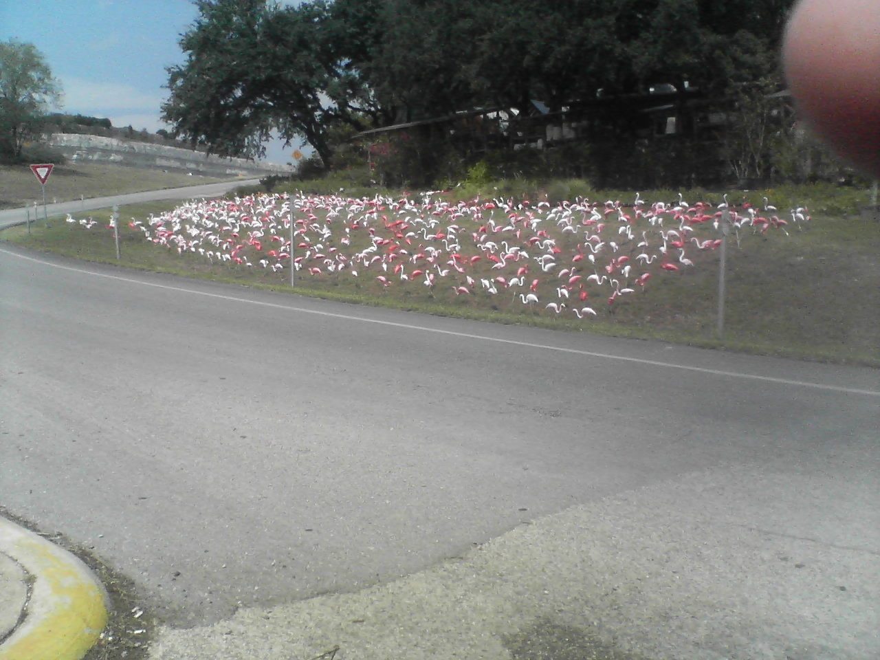 Flock of plastic pink flamingos.  Catherine claims this is an Austin landmark.