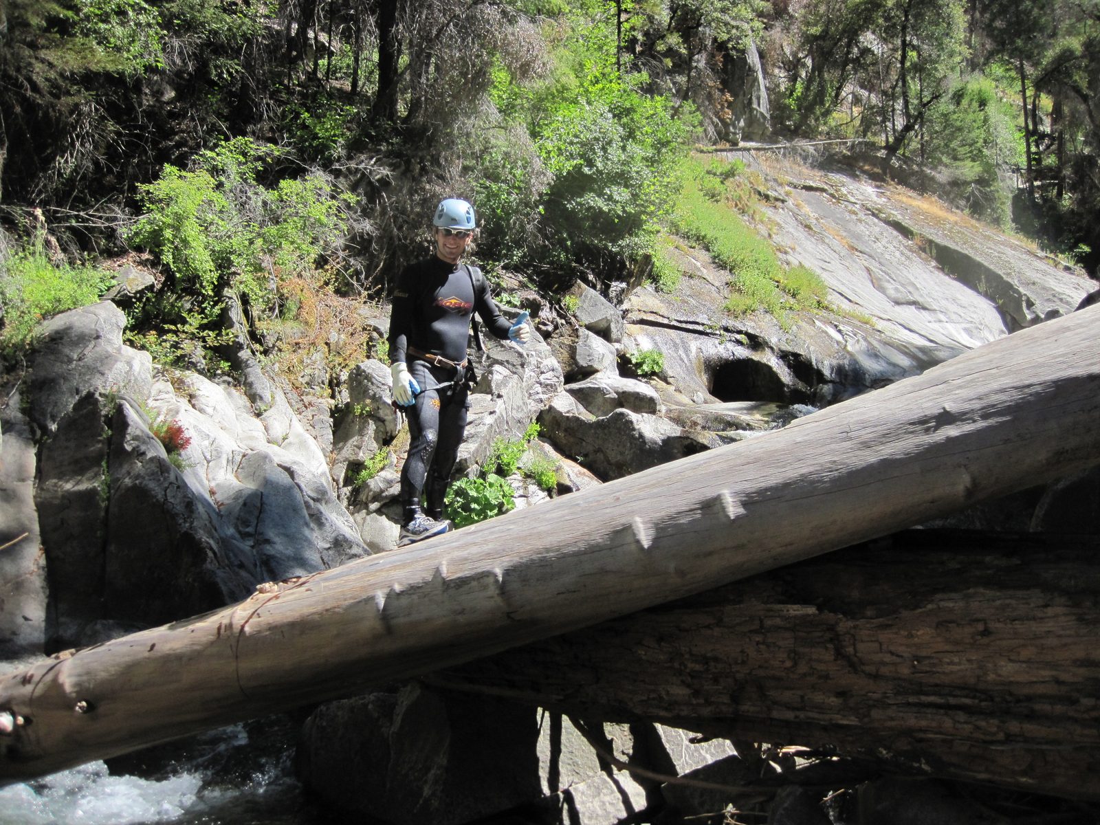 Vinnie, staying upright on a slippery tree log.