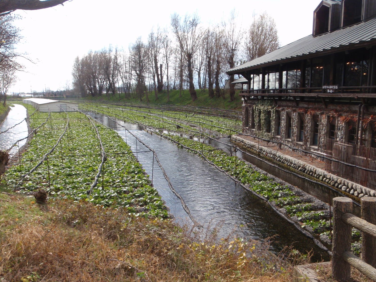 Wasabi needs very clean fresh water to grow, and lots of it. So this wasabi farm was constructed...
