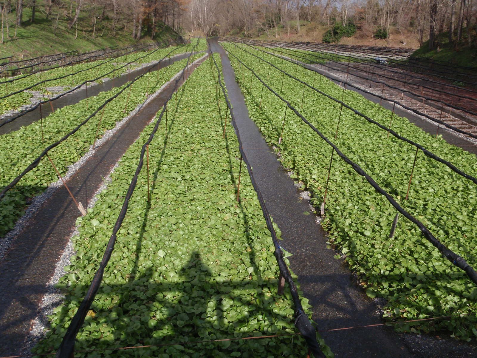 Lots of wasabi.