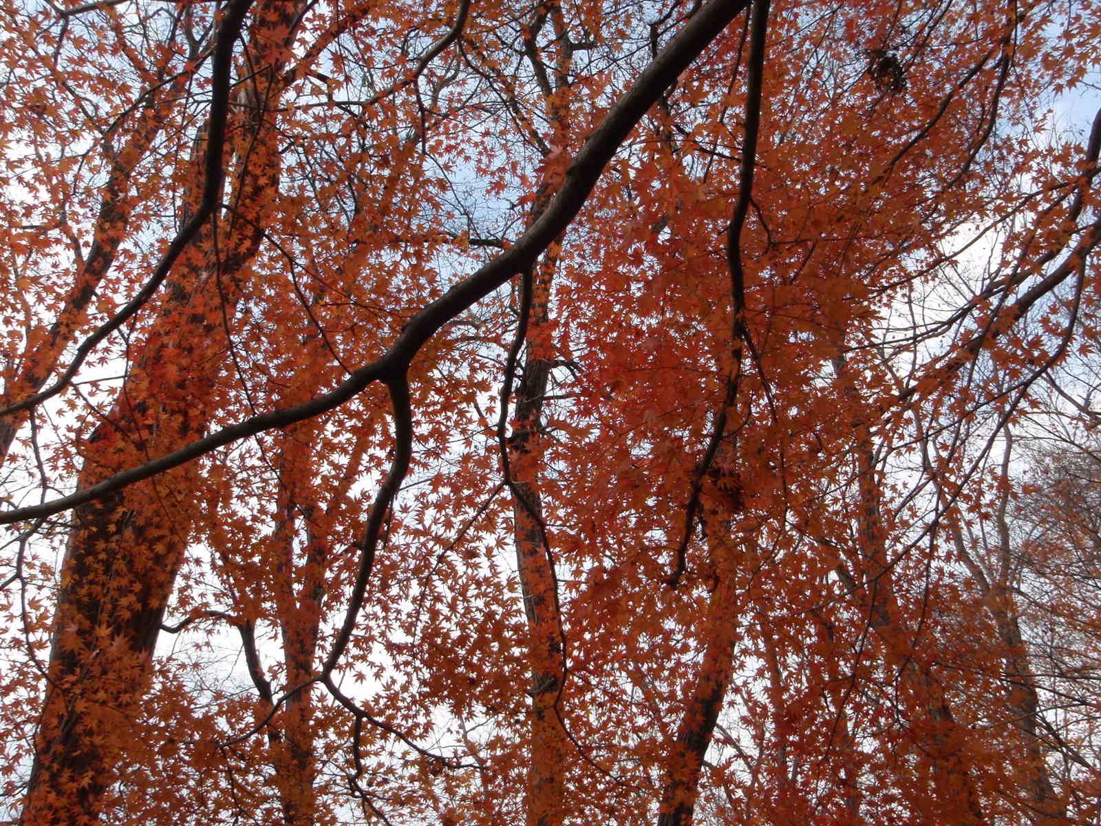 Japanese maple turning fall colored.