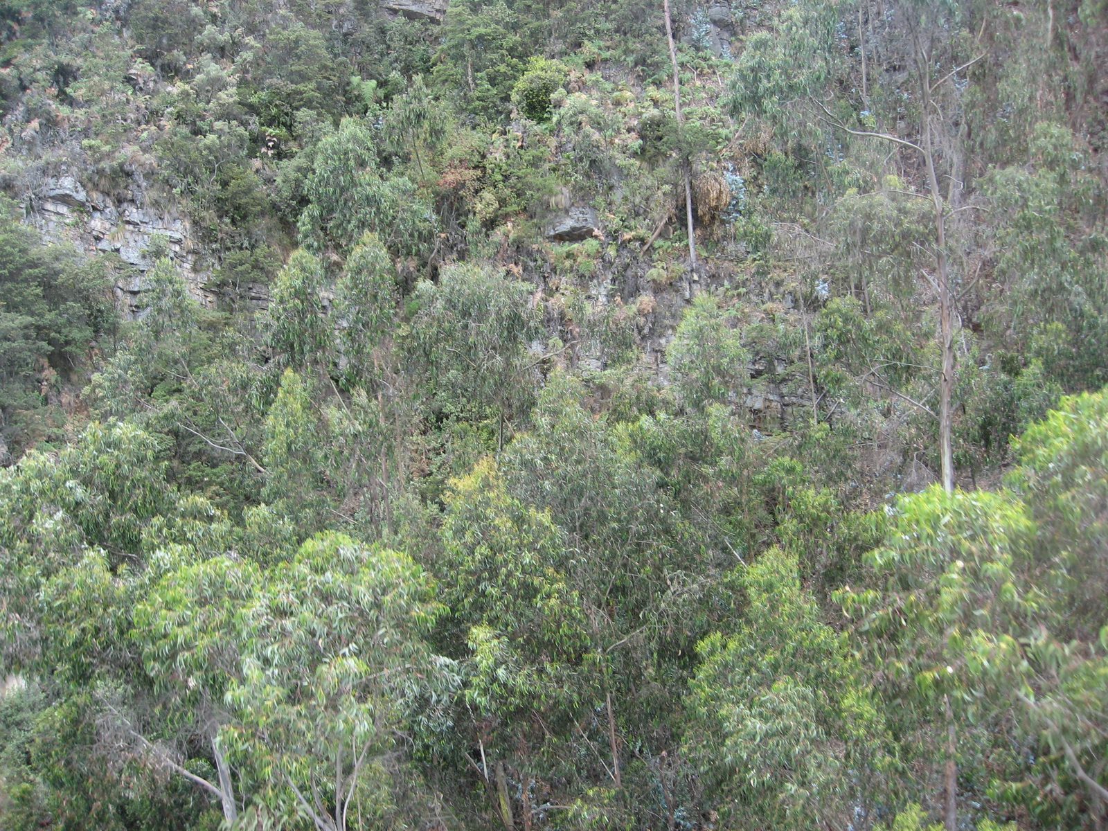 Hard to imagine there's a trail up this.  The mountainside seemed nearly vertical.  Looks like...