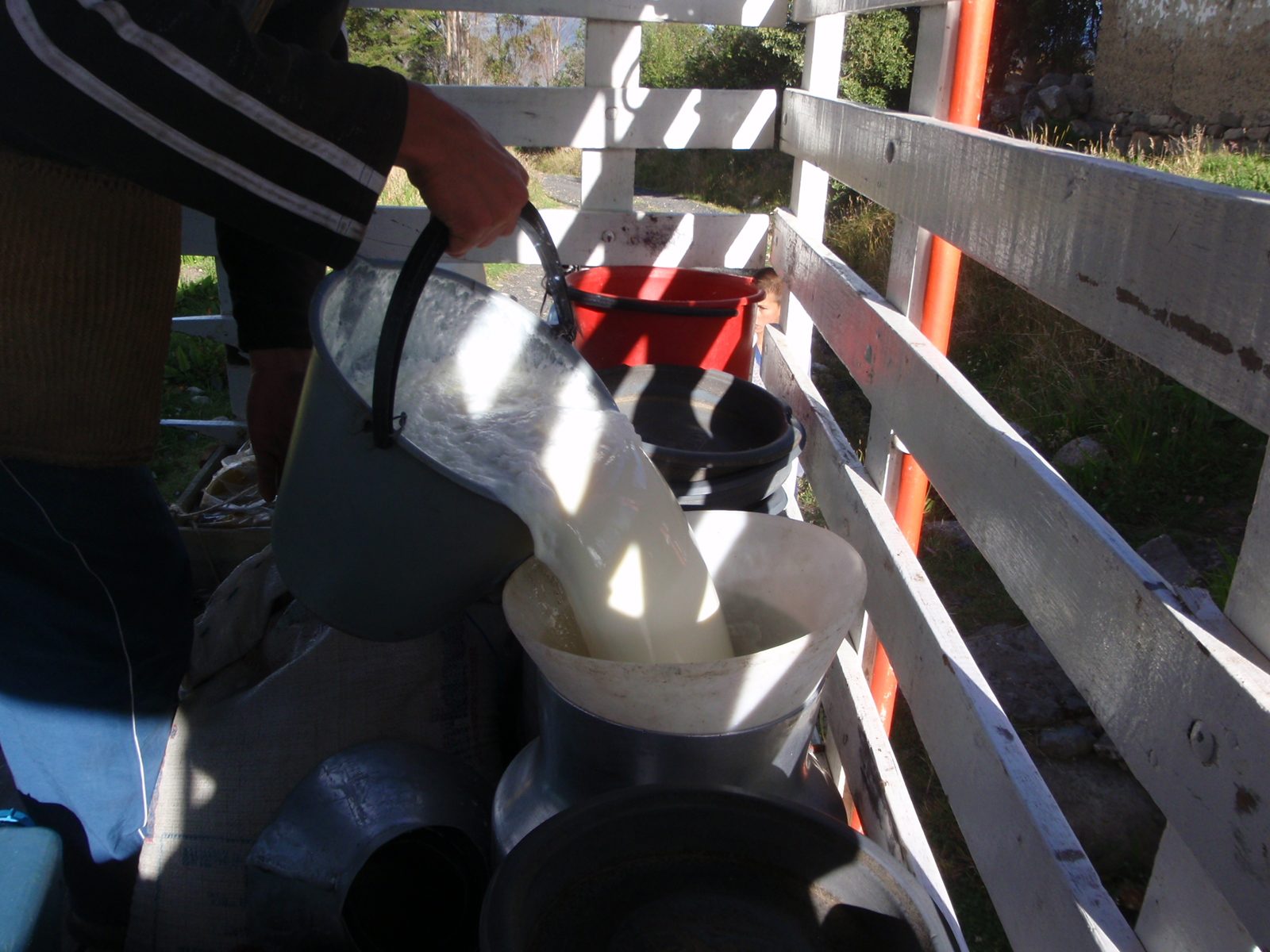 Yum, frothy fresh country milk.