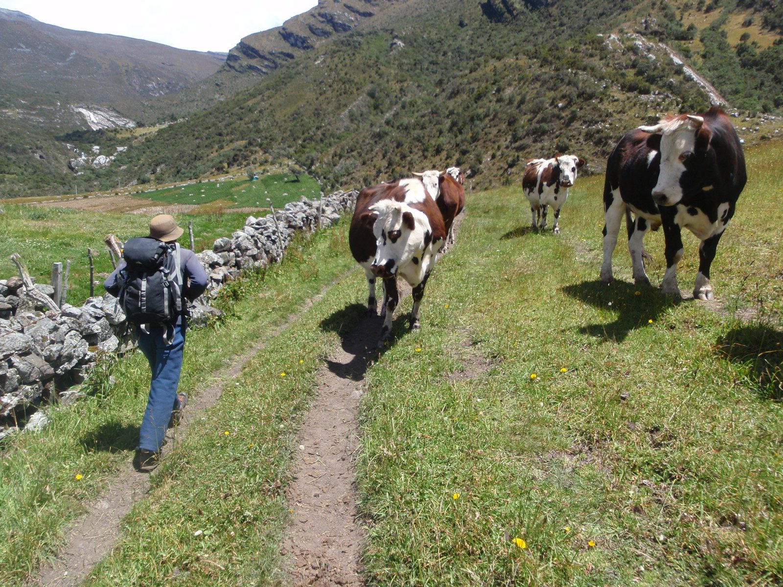 The cows wish us a happy adventure as well.