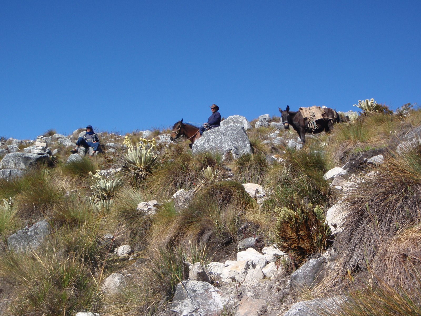 Here's Dido with the two horses, having made it to base camp, dropped off our stuff and started...