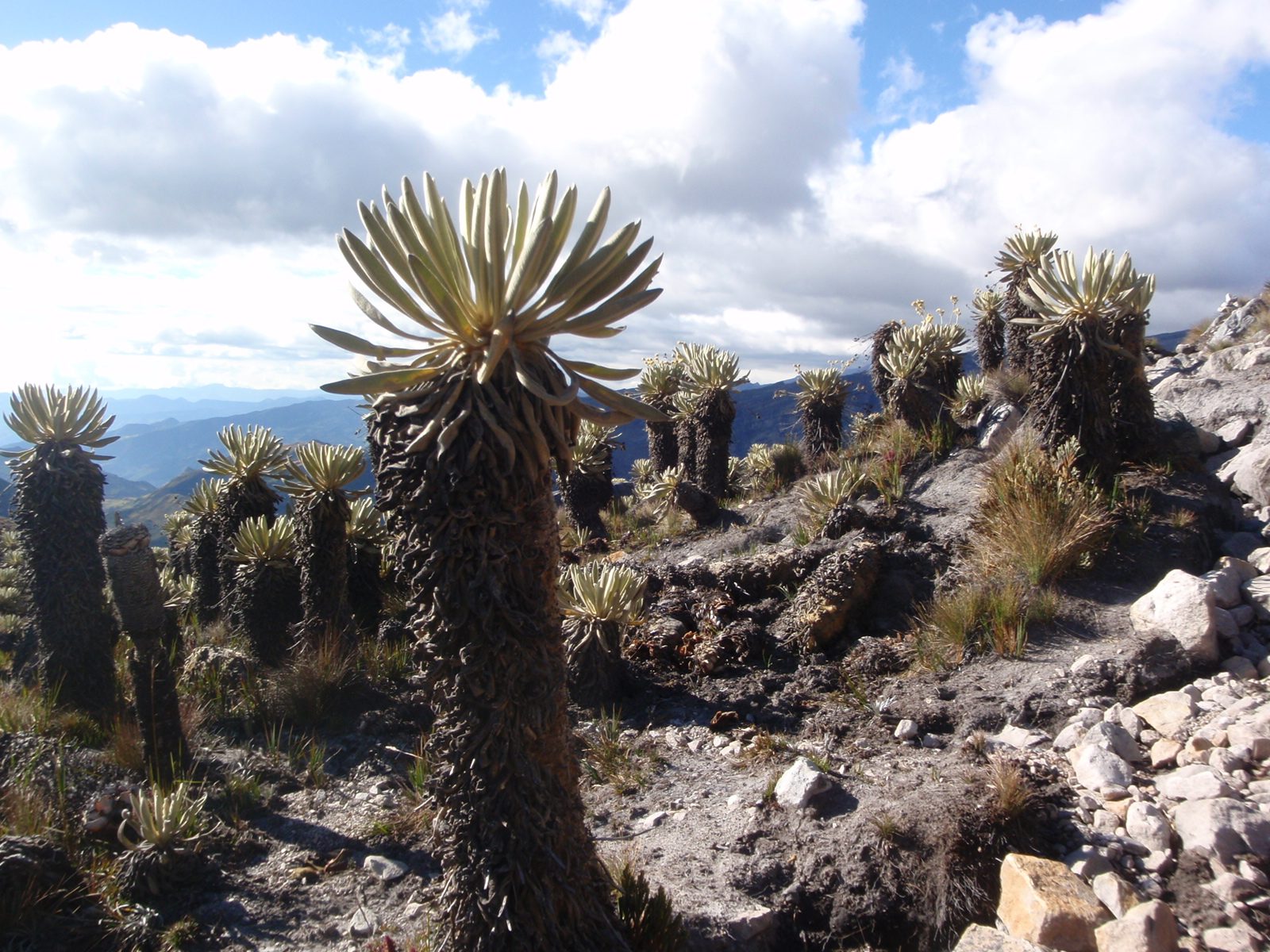 Another shot of a frailejone.