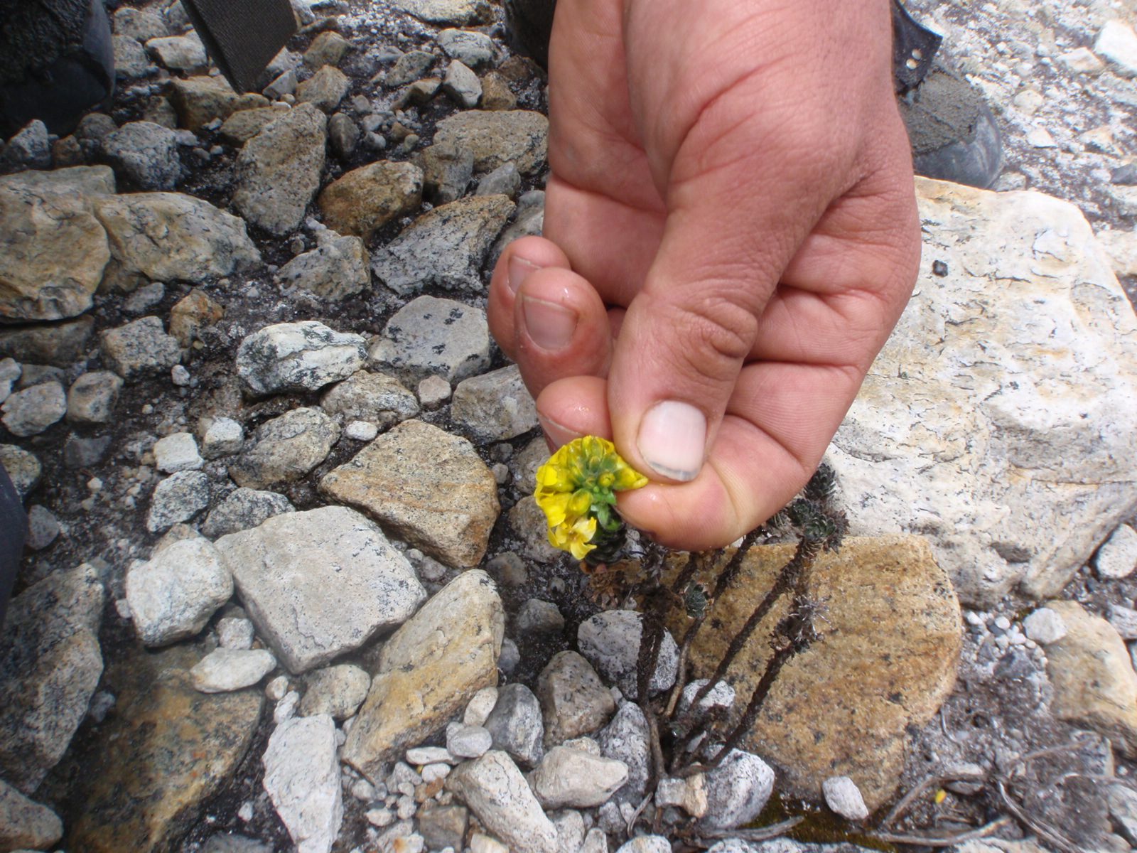 Flower of eternal youth.  I ate a bunch.  Tasted fine.